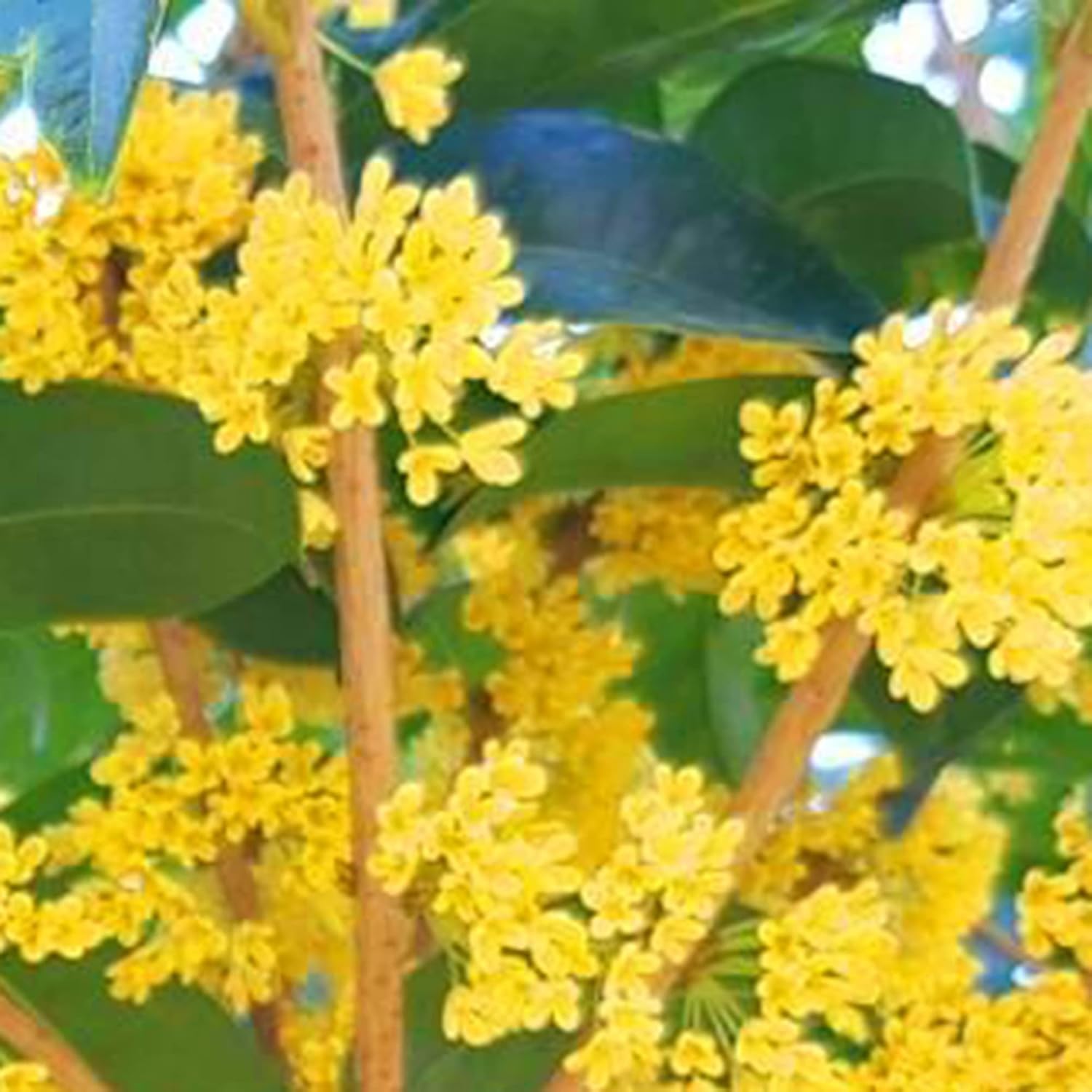 YEGAOL Garden – Semillas dulces de Osmanthus Fragrans, tolerantes a la sequía, plantas aromáticas para jardines y paisajes al aire libre, 15 piezas