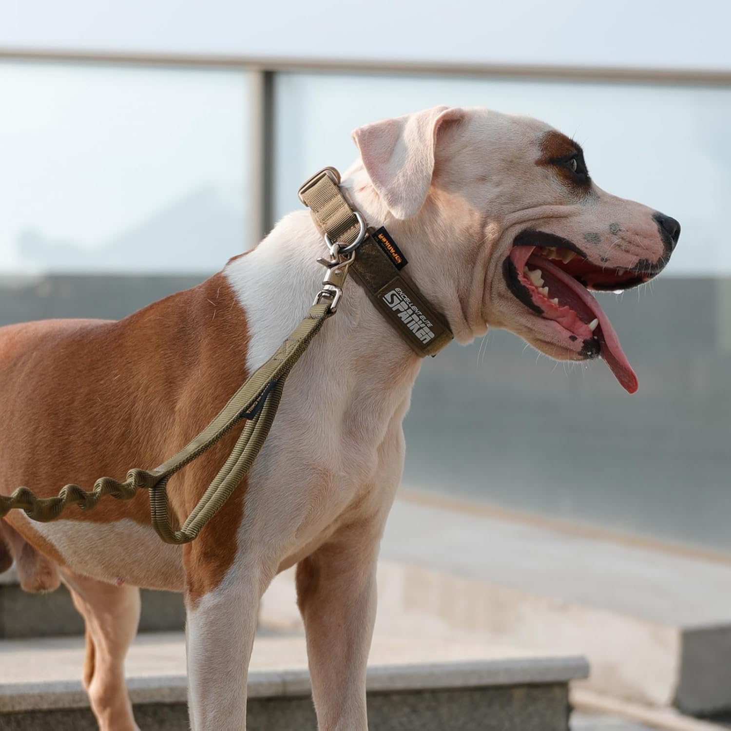 EXCELLENT ELITE SPANKER Collar de perro de nailon ajustable para perros pequeños, collar acolchado suave para perros pequeños
