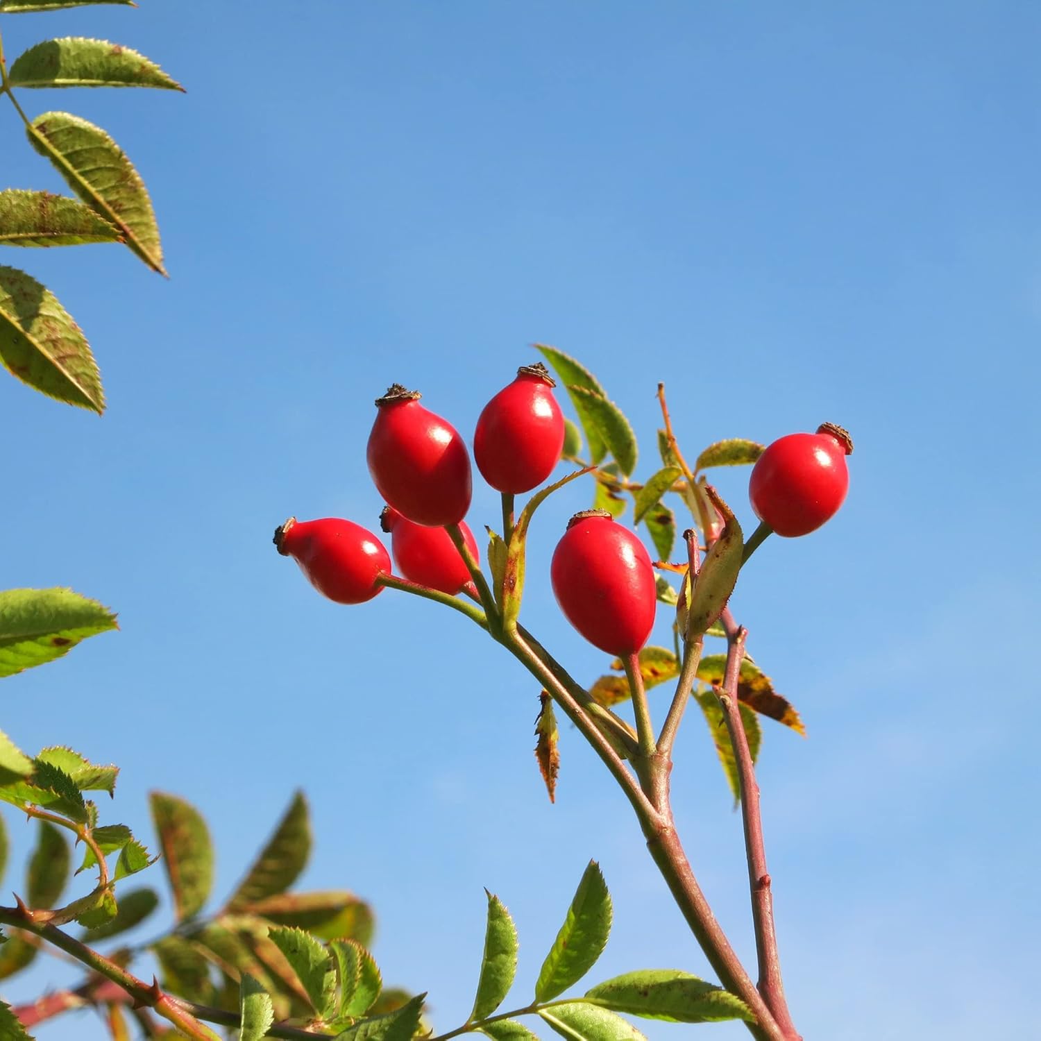 YEGAOL Garden – Semillas de rosa mosqueta, frutas y bayas, valor nutricional utilizado en tés de hierbas, mermeladas y jaleas, bordes para