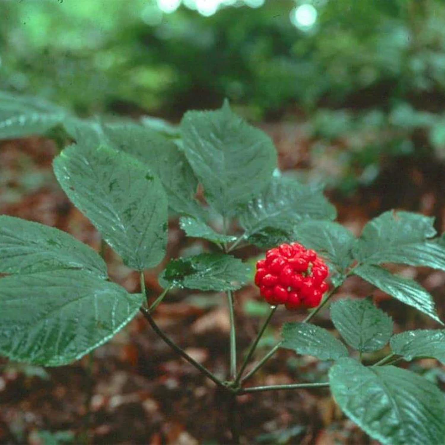 QAUZUY GARDEN – 300 semillas de ginseng americano estratificadas Panax quinquefolium L, fáciles de cultivar, cultiva tu propio ginseng