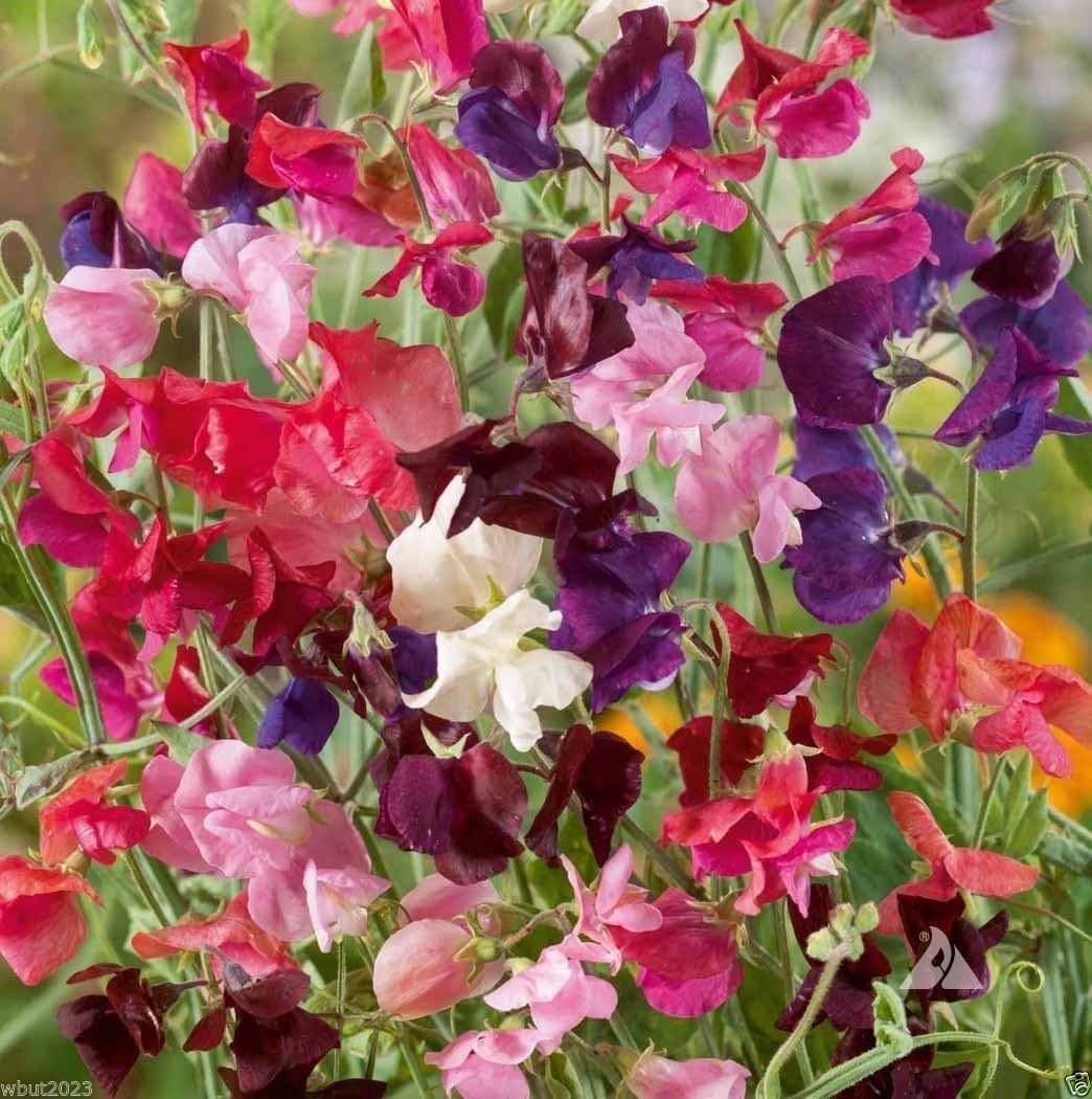 ‘Heirloom Mix’ Lavanda, rosa, morado, rojo, salmón y blanco. (1 onza aproximadamente 500 semillas)