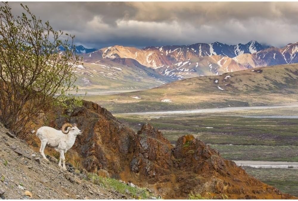 Posterazzi Carnet adulto Dall oveja en una colina con vista Polychrome Pass Range Denali National Park Interior Alaska Poster Print, (19 x 12)