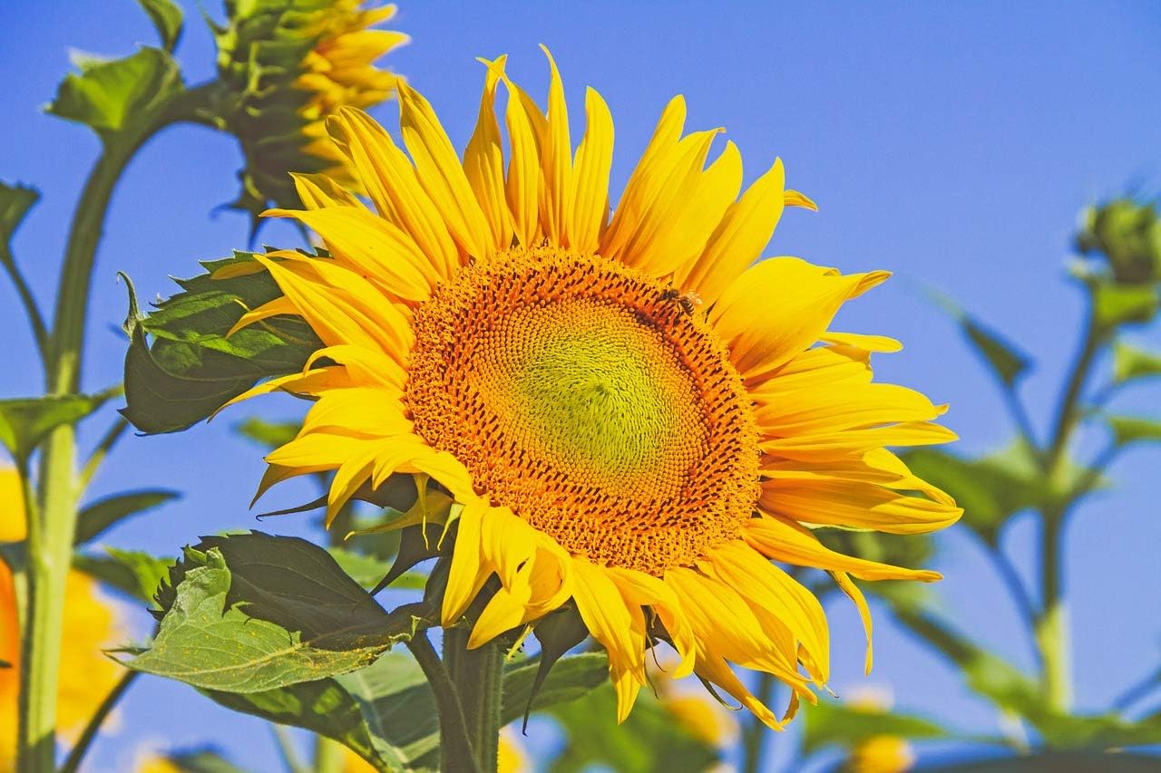 CEMEHA SEEDS – Flores anuales de titanes ornamentales gigantes de girasol amarillo para plantar