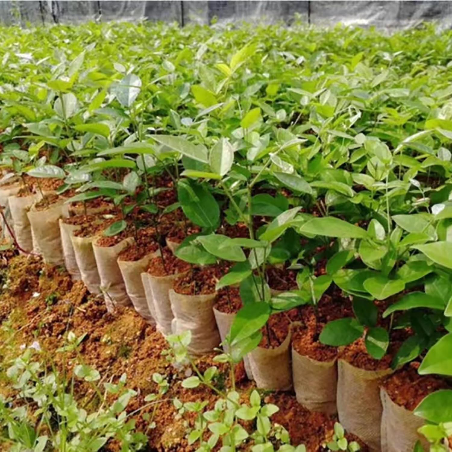 E-outstanding Bolsa de cultivo de vivero, 100 unidades, 5.512 x 6.299 in, degradable, gruesa, no tejida, macetas de plántulas para plantas de