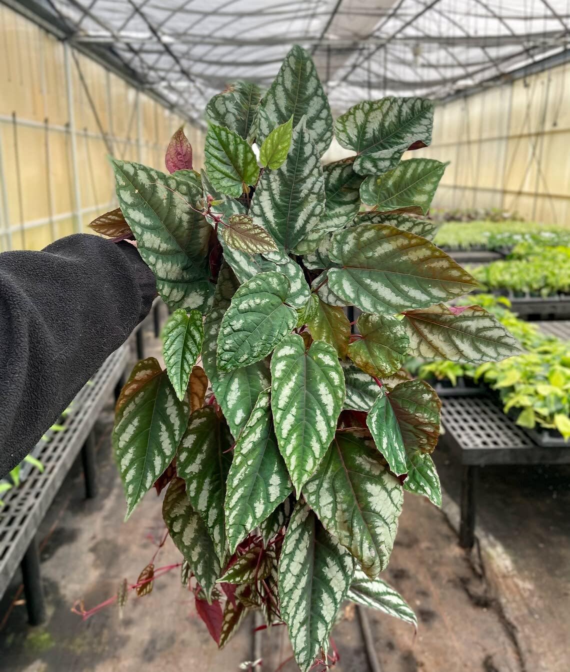 Thorsen’s Greenhouse Live Cissus Discolor, Rex Begonia Vine, planta viva para interiores, 6 pulgadas de diámetro