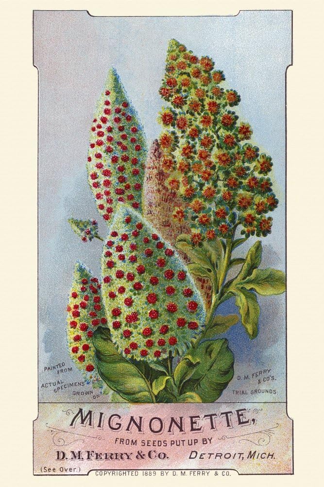 Tarjeta victoriana para una empresa de semillas DM Ferry & co que muestra las flores reales que puedes cultivar Póster Imprimir por unknown (18 x 24)
