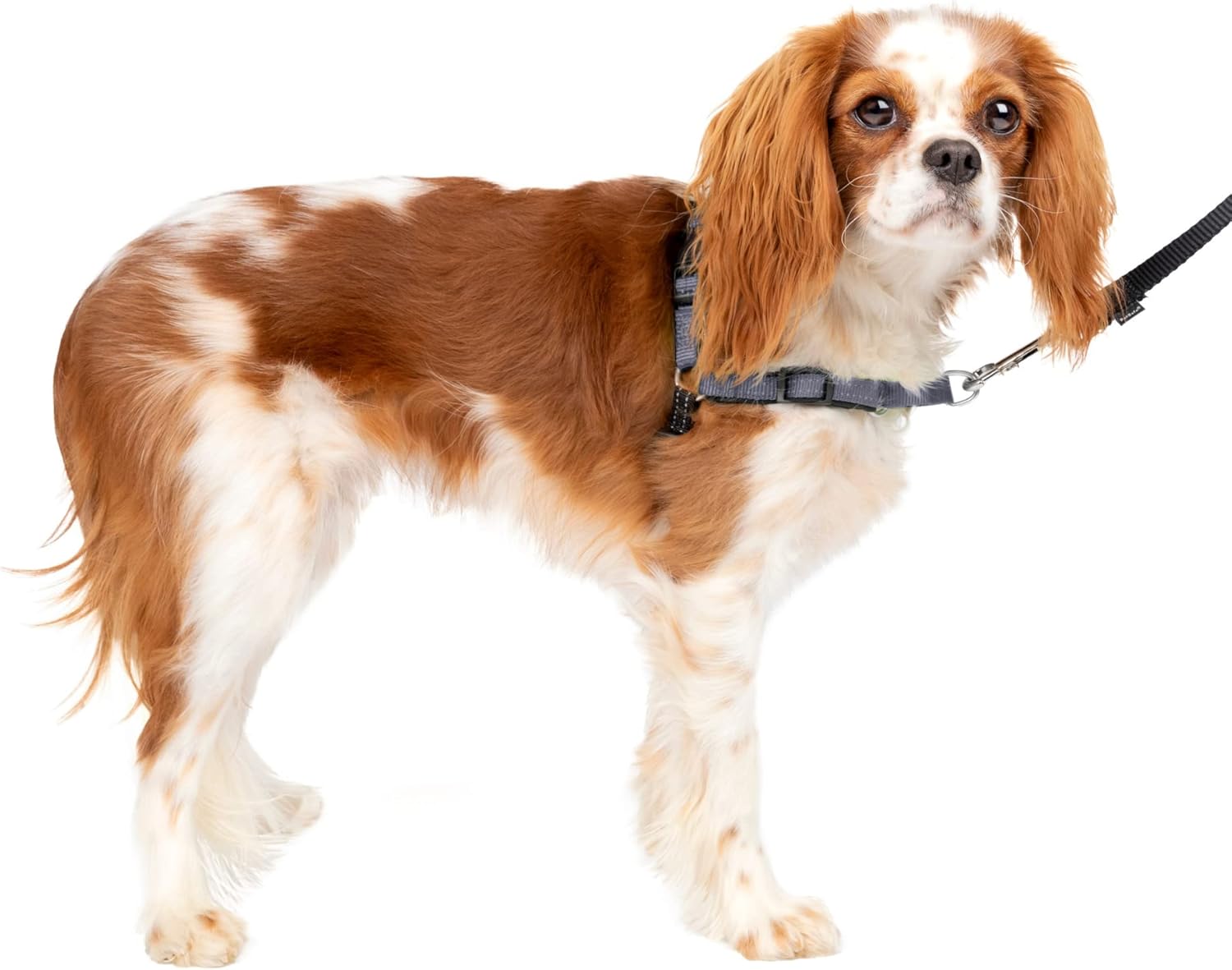 PetSafe Deluxe Easy Walk – Arnés de adiestramiento anti tirones para perros, con anillo en D, arnés reflectante para mejor visibilidad y cómodo