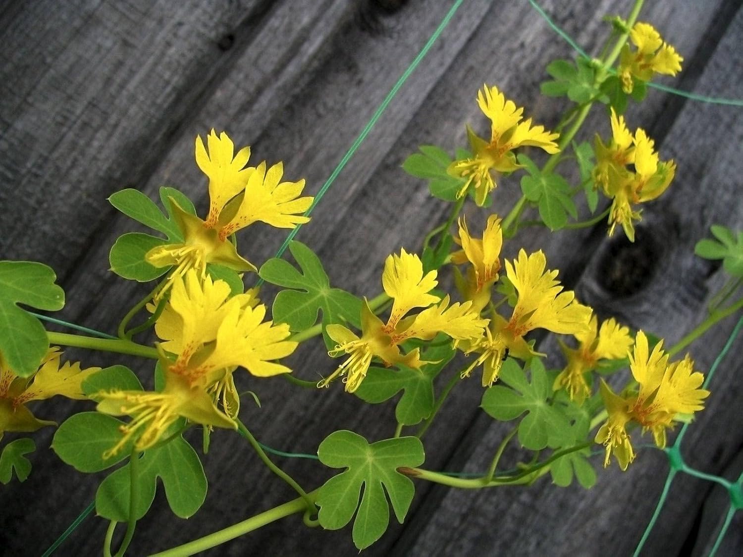 Semillas Canarias Creeper Mix Canarybird Capuchina Berro Indio Flores Anuales