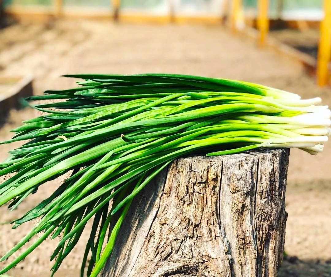 Cebolletas verdes en agrupamiento de cebolletas alrededor de 250 semillas sin OMG para plantar