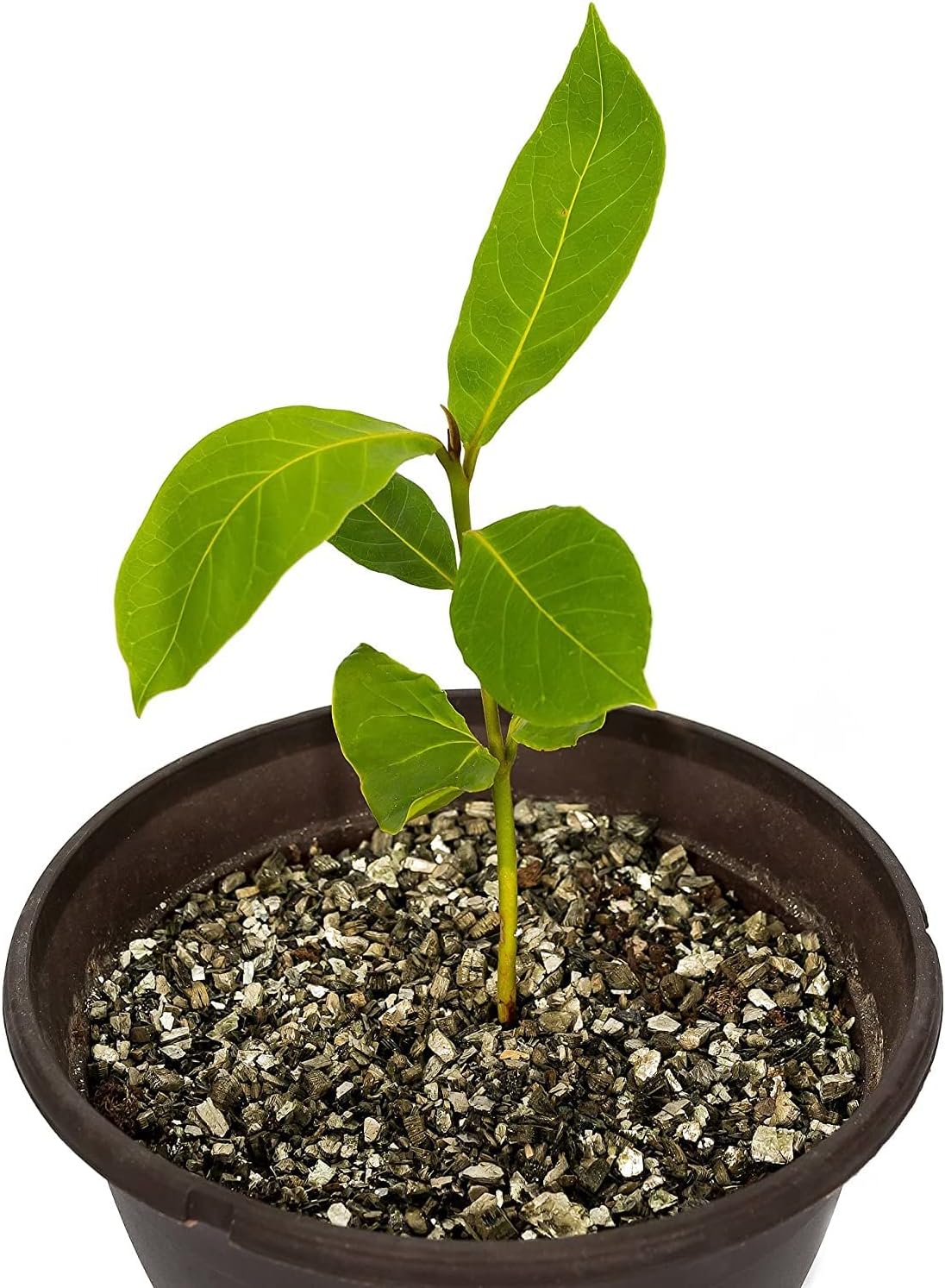 Descubre el secreto para el crecimiento perfecto de las plantas vermiculita hortícola de Gardenera para una retención óptima de agua y drenaje del