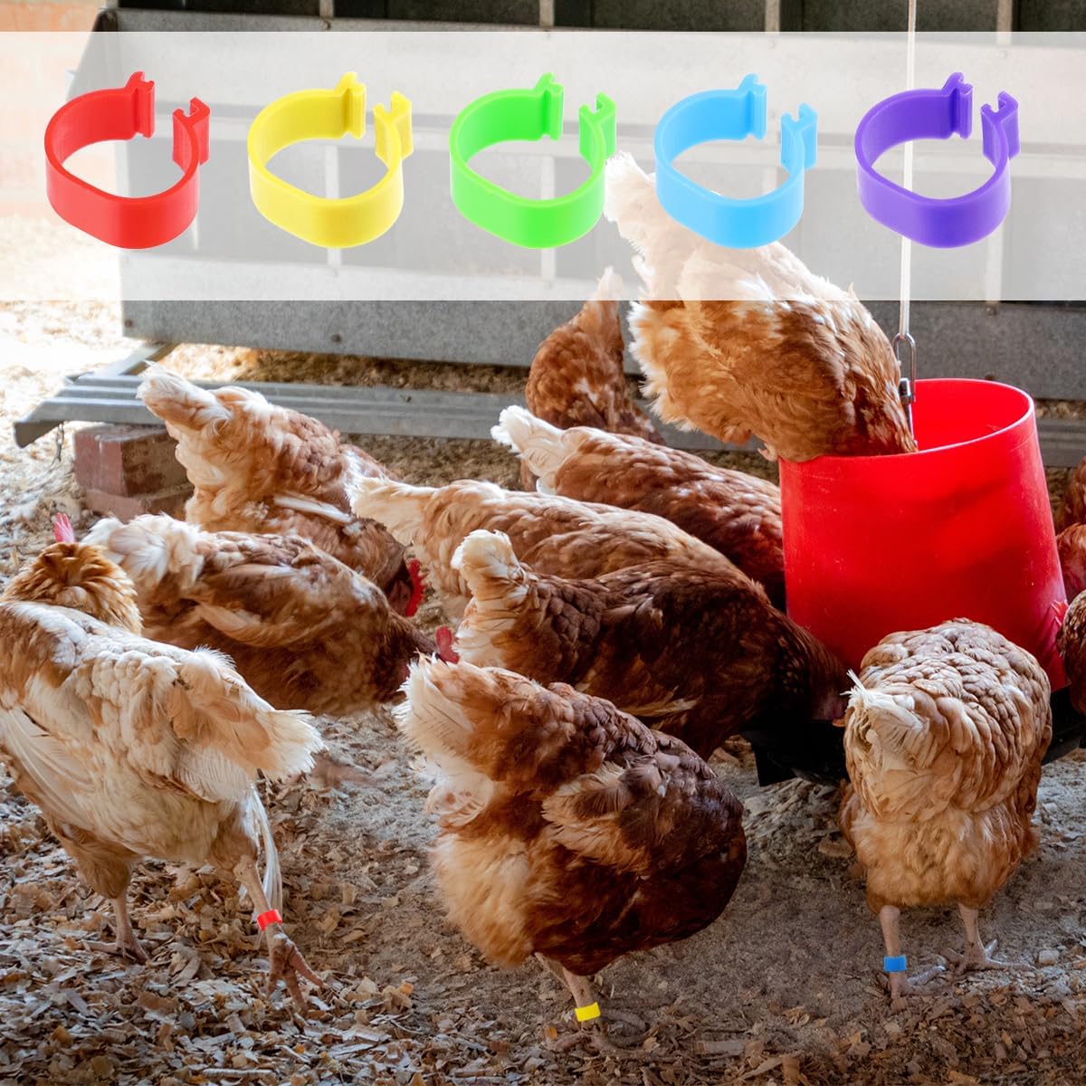 Tenalleys 100 unidades de bandas de identificación de pollo, 5 colores, anillos de pierna de pollo de 0.630 in, anillos de pie de aves de corral,