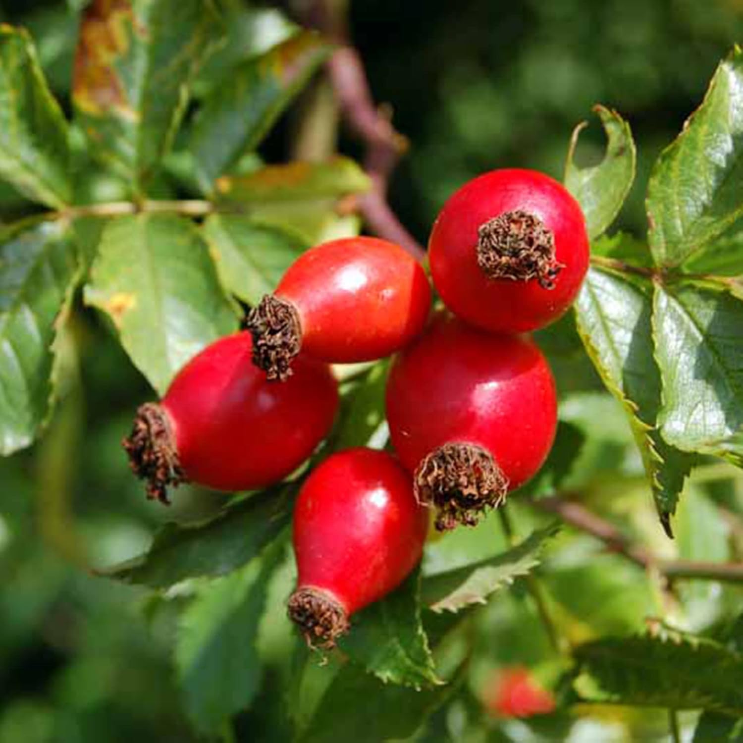 YEGAOL Garden – Semillas de rosa mosqueta, frutas y bayas, valor nutricional utilizado en tés de hierbas, mermeladas y jaleas, bordes para
