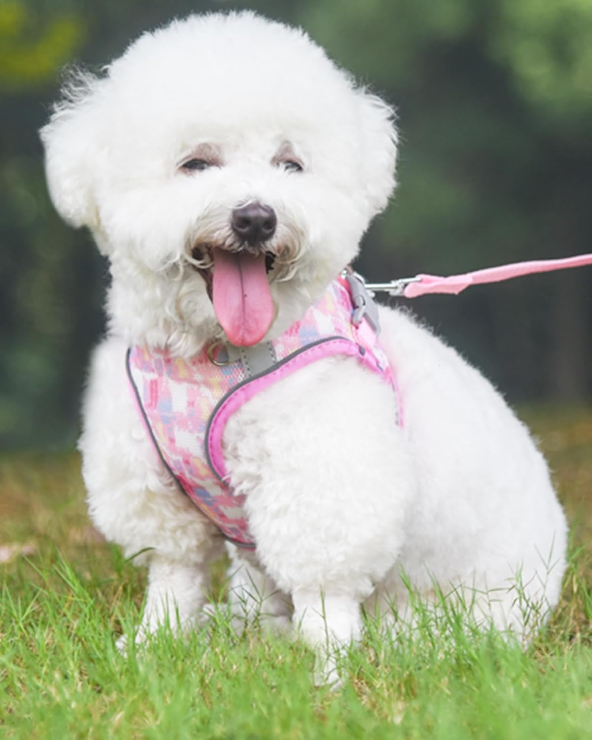 Arnés para perros pequeños y medianos sin tirones, juego de arnés y correa para gatos, arnés para cachorros para perros pequeños, arnés para perro