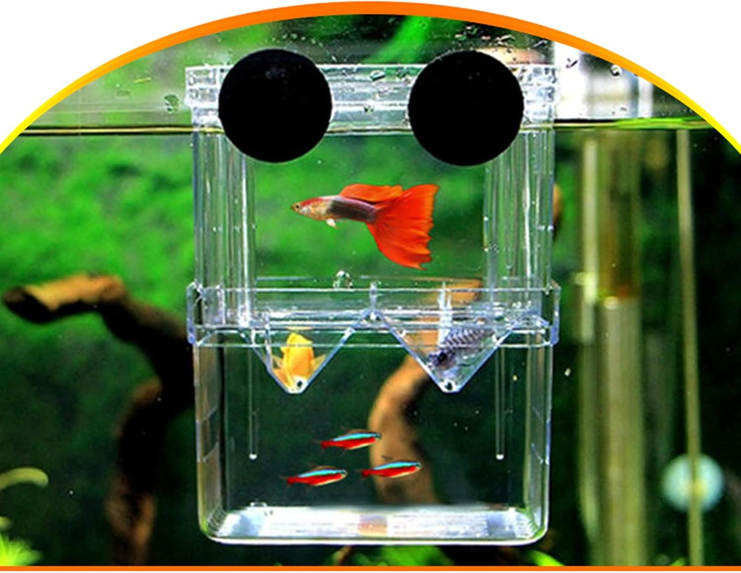 Gittcoll Caja de cría de peces acrílicos de doble capa, tanque de acuario, caja de aislamiento de peces con ventosa para fritas, criadera,