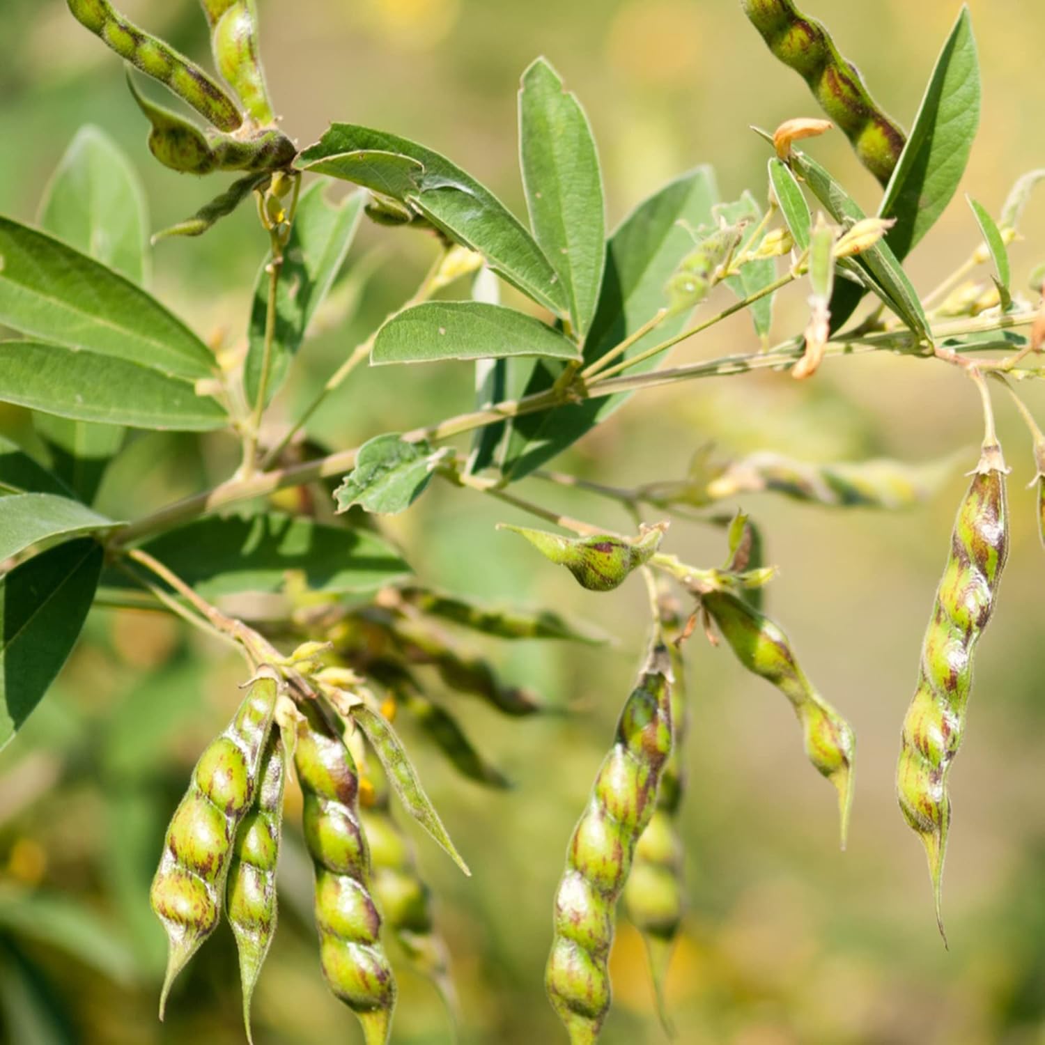 QAUZUY GARDEN Fresh Seeds – 50 semillas de guisantes de paloma, gránulos, frijoles de Puerto Rico, semillas de guisantes del Congo, tolerantes a la