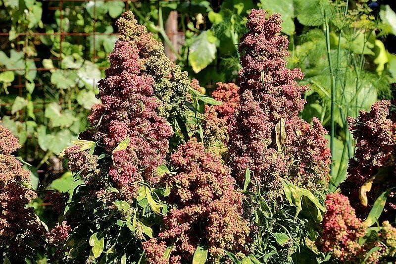 100 Semillas Orgánicas Cacao Cereza Quinoa Grano Chenopodium Quinoa Red & Brown Edlcy (Semillas)
