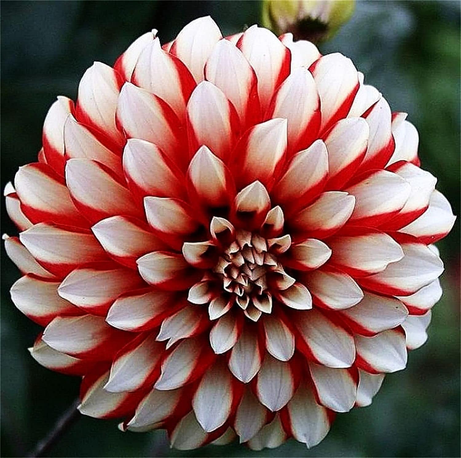 Rare Varieties Plato de cena Rainbow Dahlia Seeds Color mixto 100 piezas – Hecho en Estados Unidos, se envía desde WY