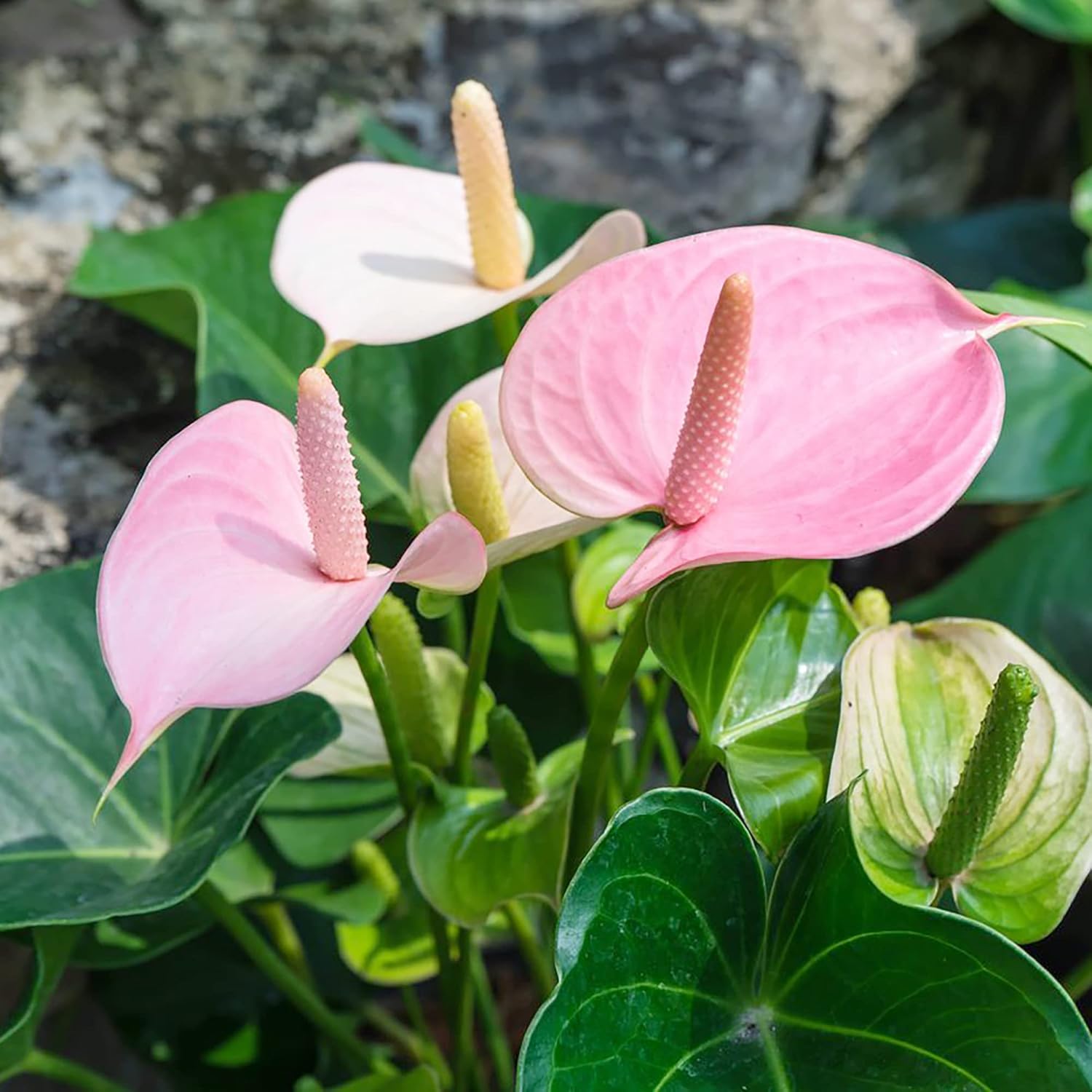 YEGAOL Garden – Semillas de anturio, flores de flamenco perenne, vistosas, de bajo mantenimiento, flores de hoja perenne, para patio, interiores y