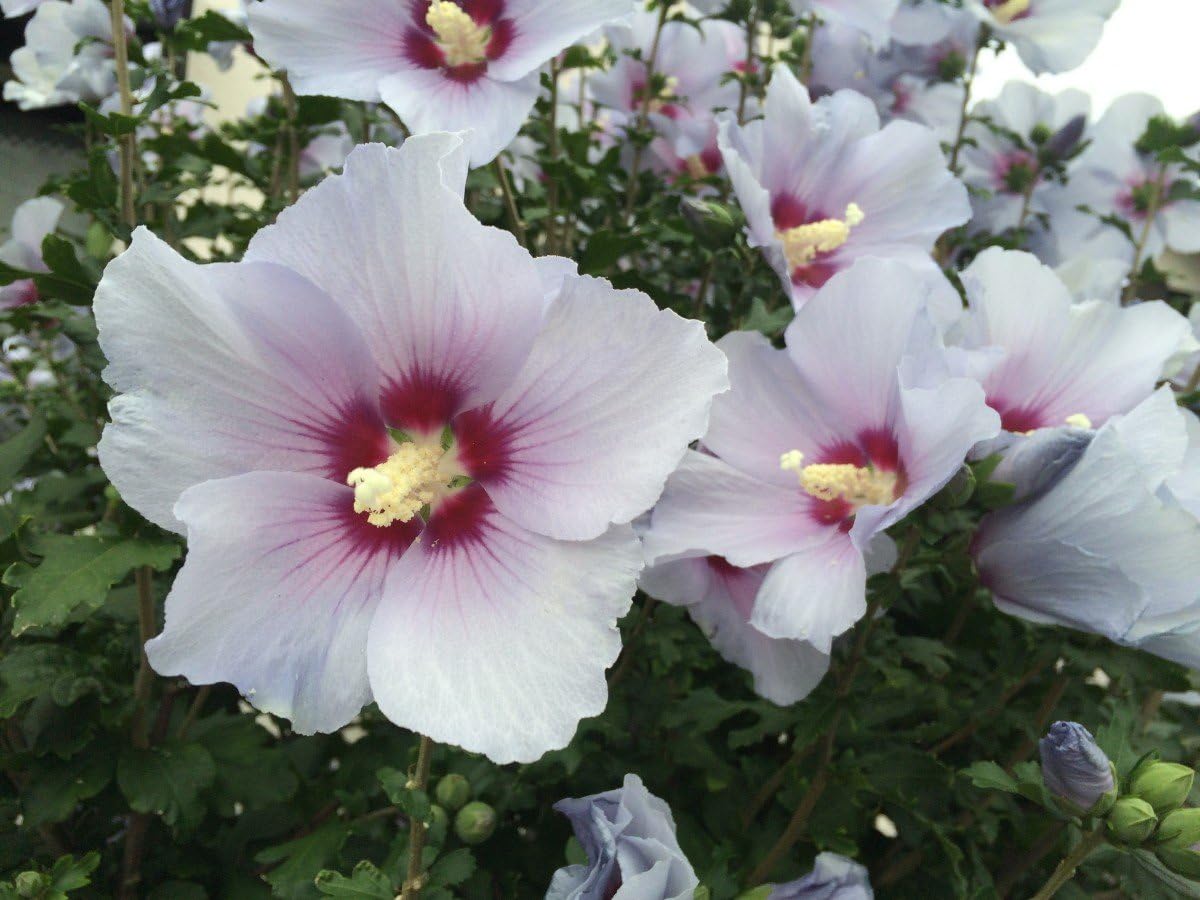 Semillas Hierba Malvavisco (Althaea Officinalis) Medicinal – 100 Semillas