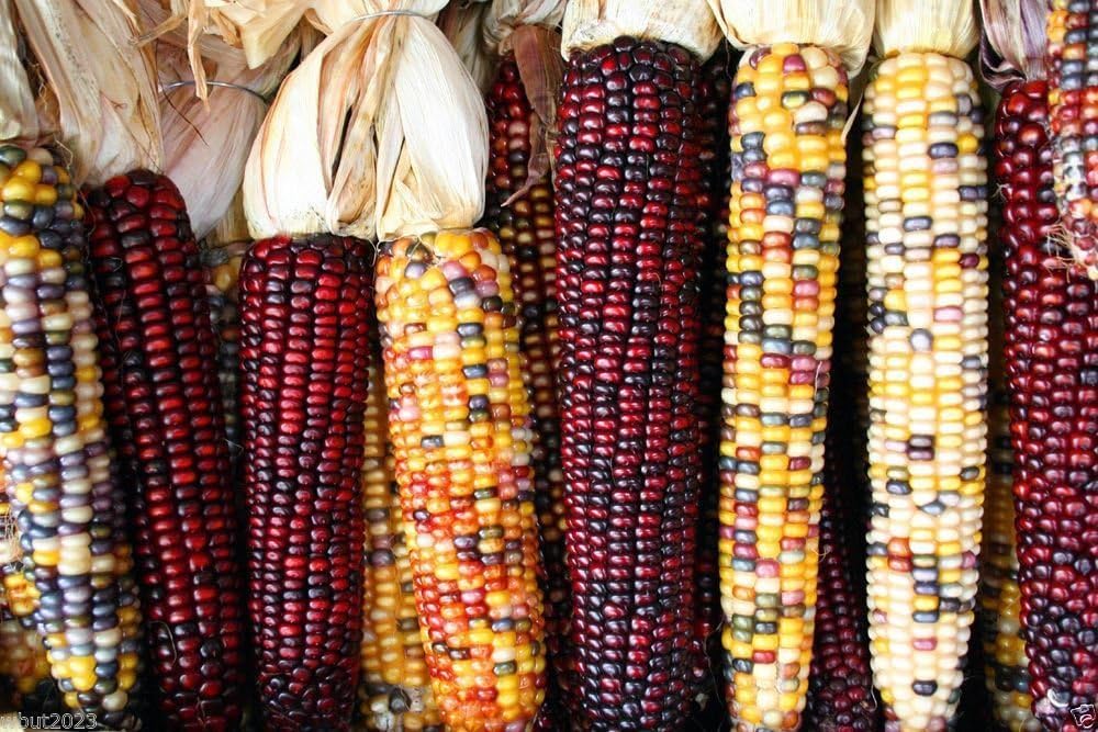 Calico Popcorn Seeds-Zea mays- Heirloom-Sin tratar, palomitas gourmet difíciles de encontrar (50 semillas)