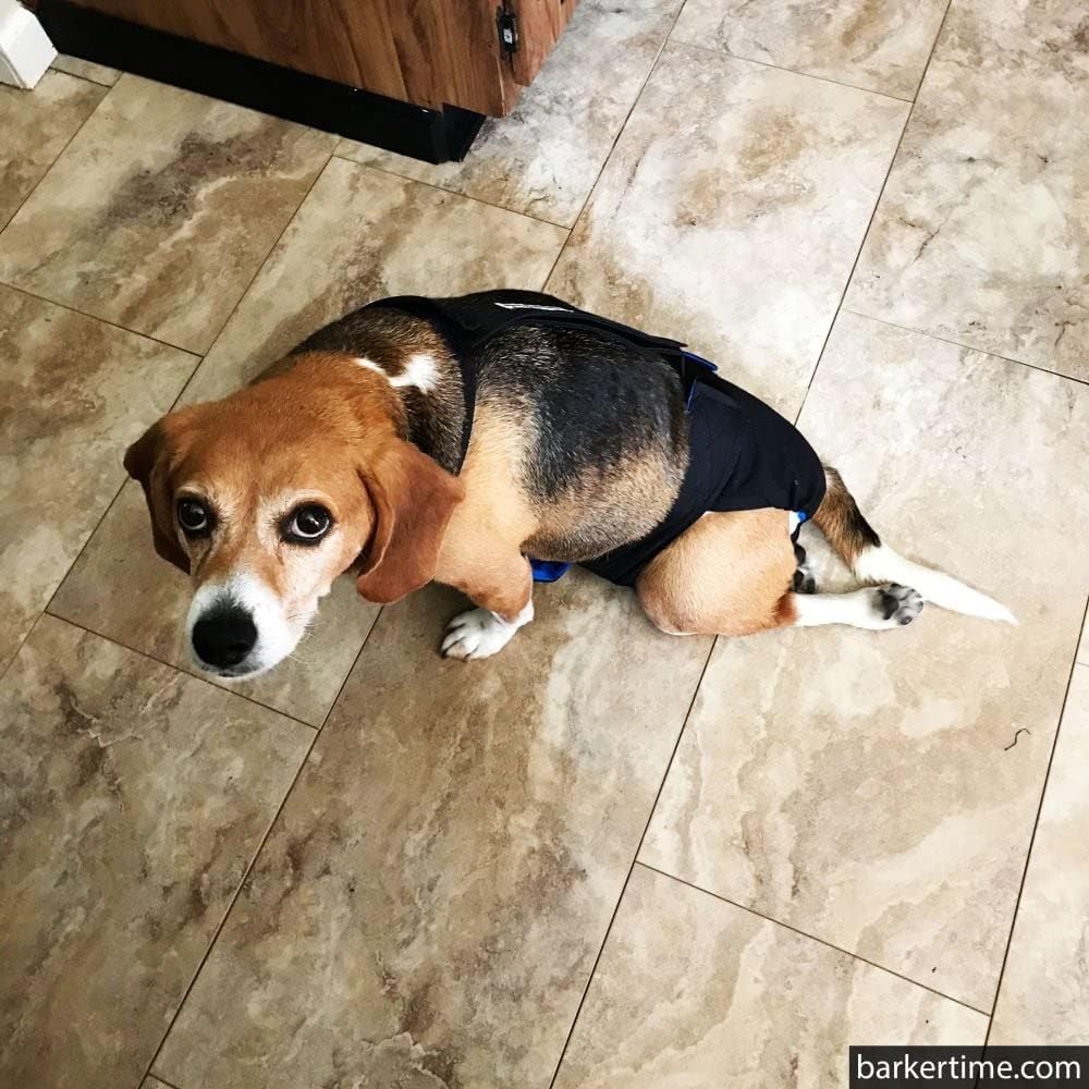 Pañal negro para perro, XXL, con orificio para la cola, fabricado en Estados Unidos