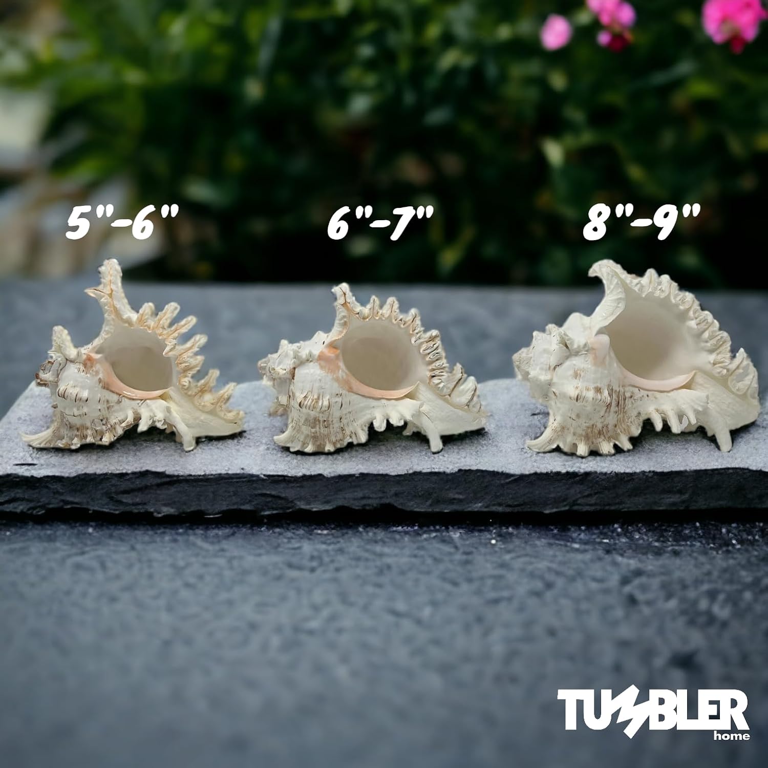 Murex Shell, conchas marinas para decoración, conchas marinas grandes, conchas grandes reales para decoración de habitaciones playeras, soportes