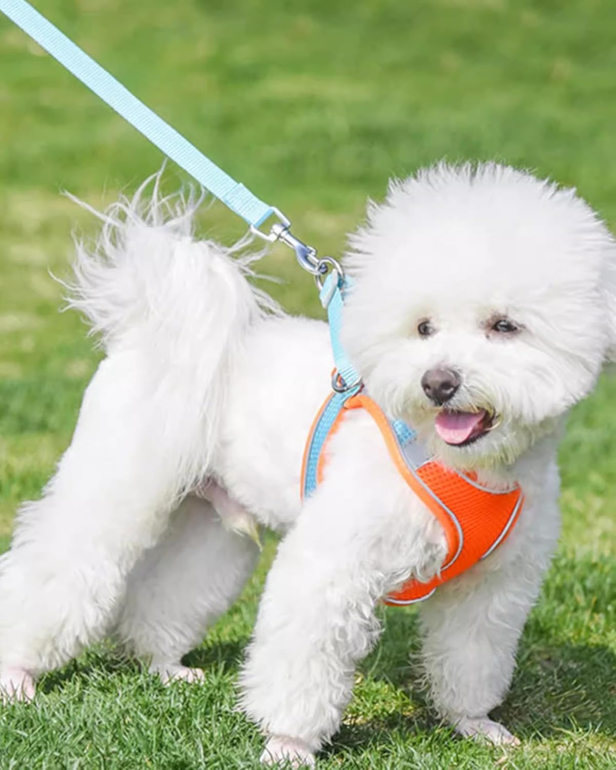 Arnés para perro para perros pequeños y medianos, fácil de poner, arnés de malla suave y juego de correa para gatitos y cachorros, arnés ajustable