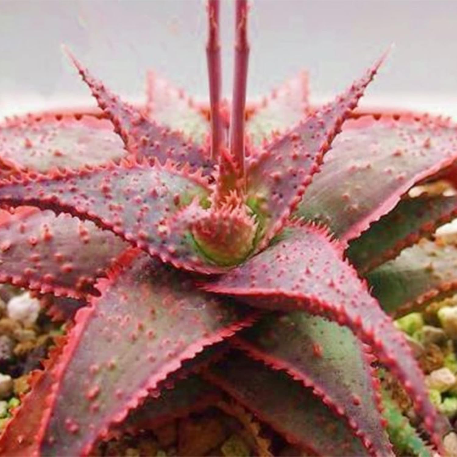 QAUZUY GARDEN Semillas de aloe vera mezcladas con 100 semillas de plantas suculentas exóticas perennes, llamativa planta suculenta fragante, bajo