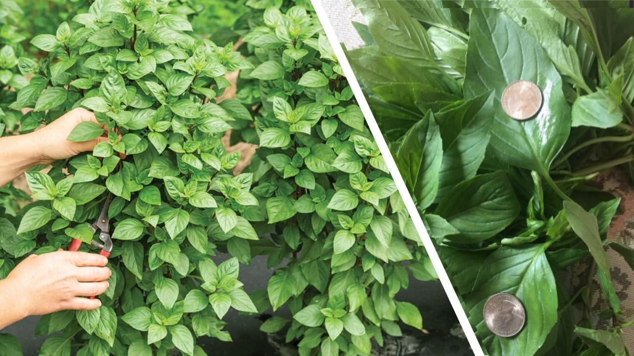Juego de 2 albahaca tailandesa especial más de 20 torres tailandesas especiales de albahaca dulce Everleaf Thai Towers abundantes hojas con sabor a