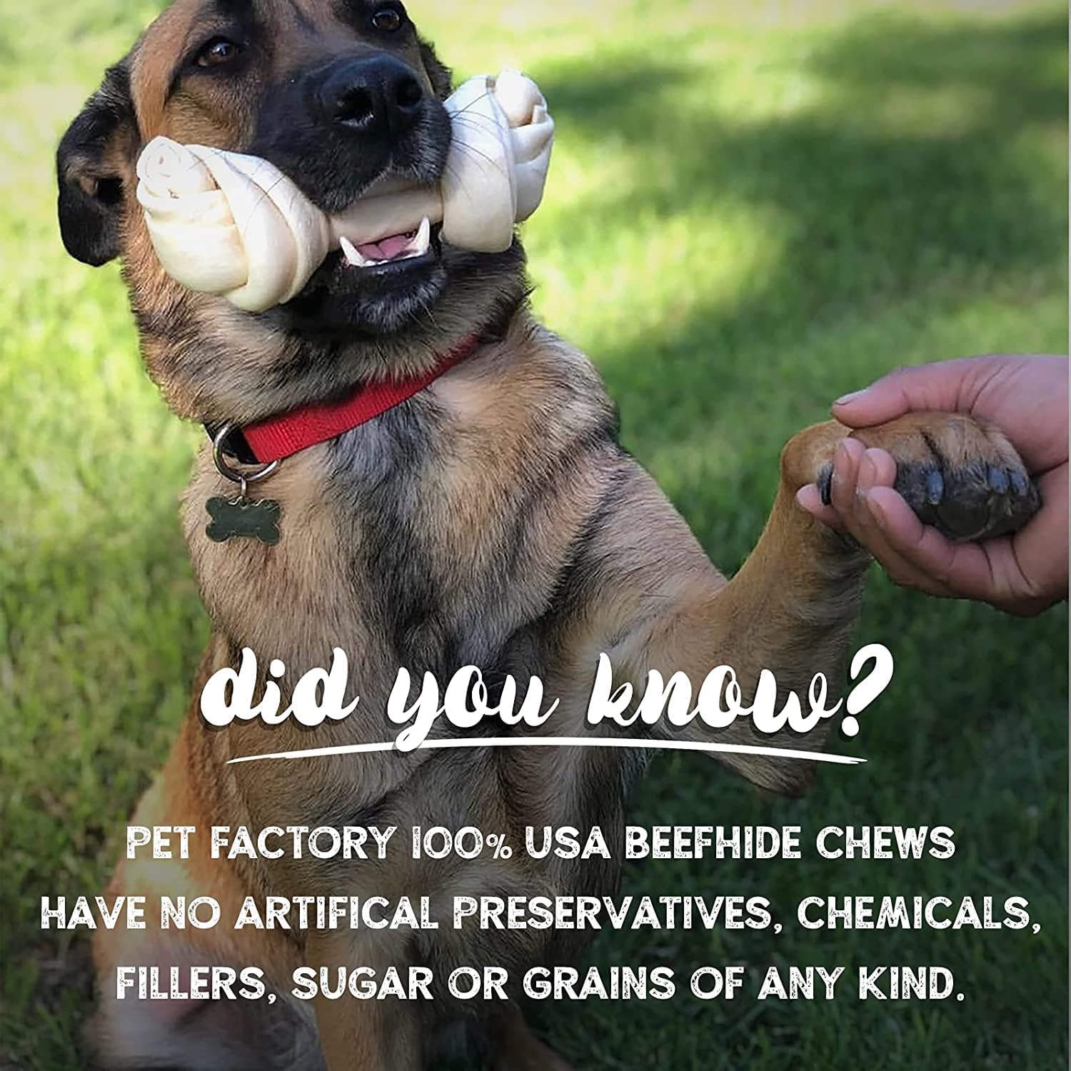 Pet Factory 100% hecho en Estados Unidos, piel de res de 9 a 10 pulgadas, hueso anudado para masticar, sabor natural, 1 unidad1 paquete
