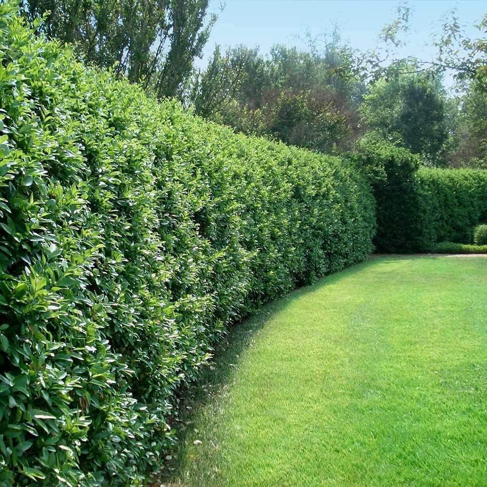 Privet de hoja rizada  Plantas de 2 galones grandes  Ligustrum Japonicum Recurvifolium  Seto de arbustos de privacidad con floración de hoja perenne
