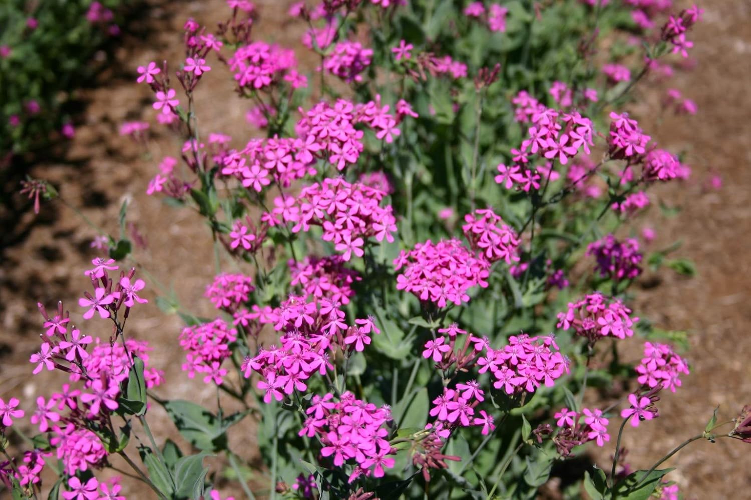 Semillas de flores Catchfly para plantar, más de 3000 semillas por paquete, semillas de jardín de Isla (semillas de jardín de Isla), semillas sin