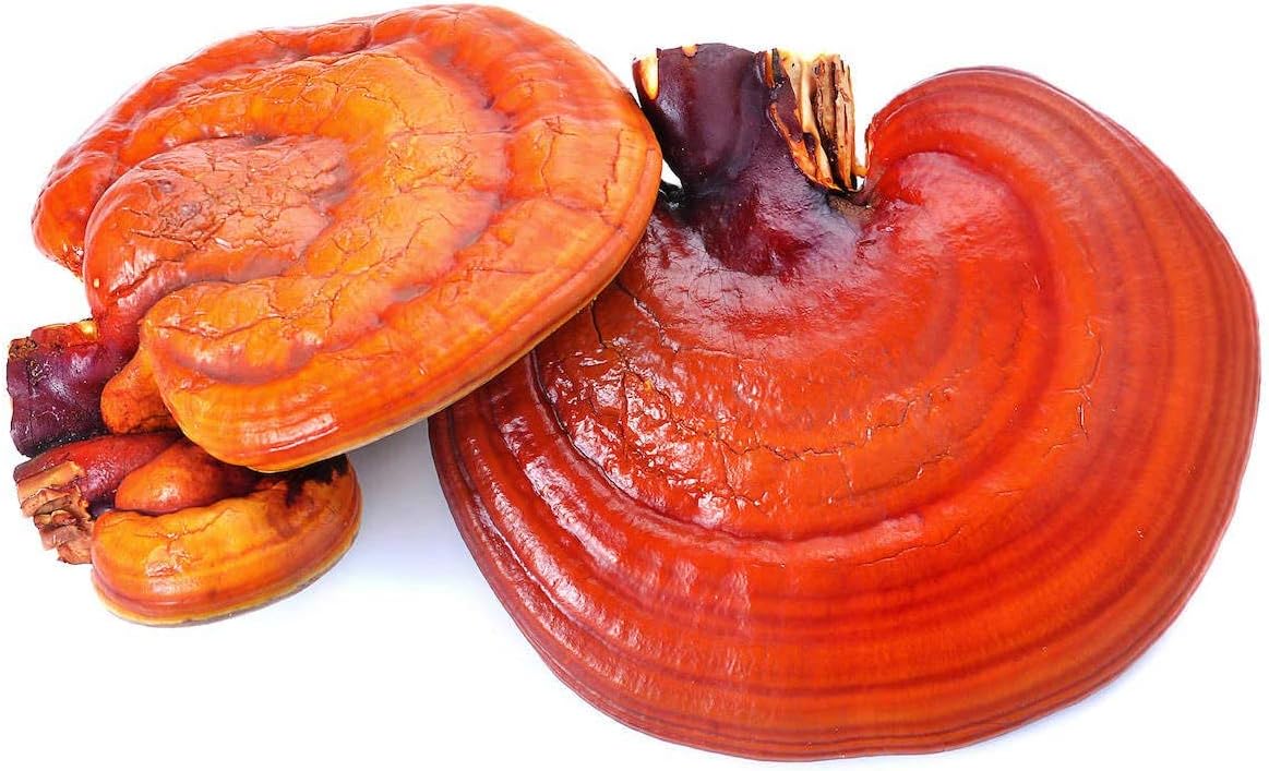 Wild Foods – Extracto de hongos Reishi 101 superalimento en polvo  Solo cuerpos fructíferos  Hierba adaptogénica para el sistema inmunológico, ayuda