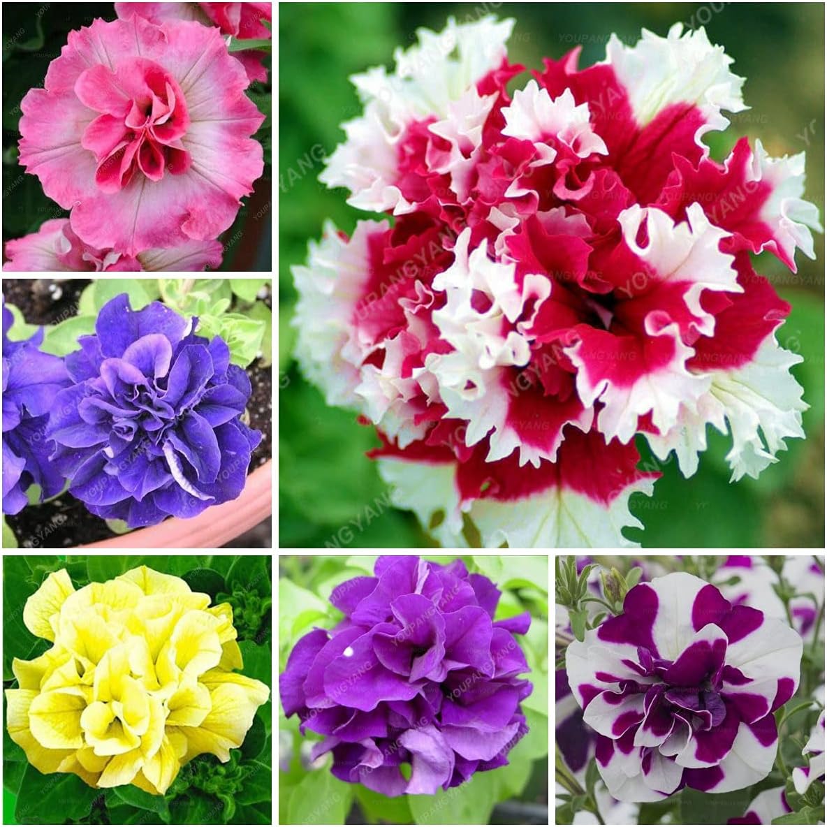 Semillas frescas de flores de petunia dobles frescas de 100 piezas para plantar negro amarillo