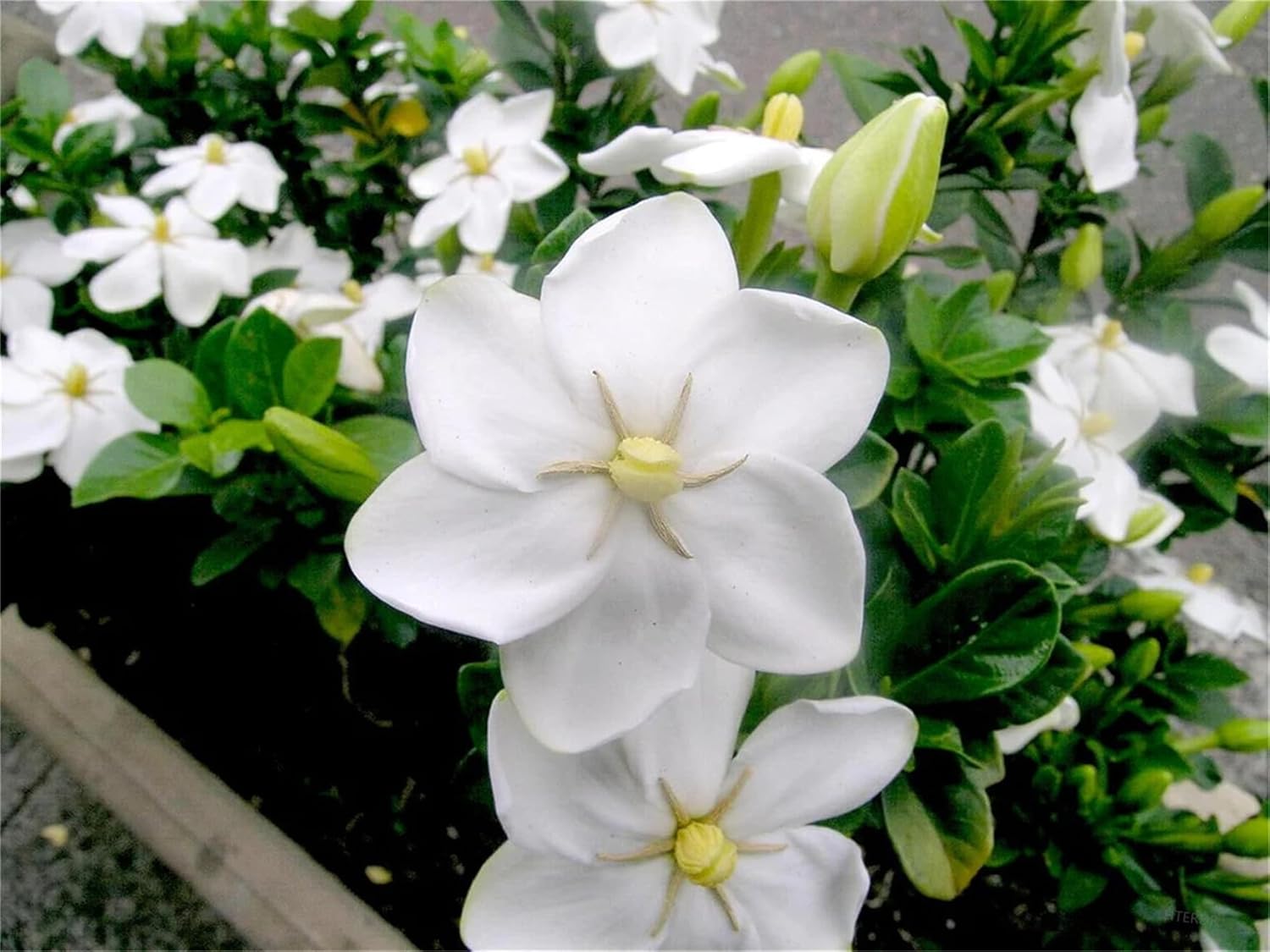 Semillas de árbol de plantas raras Gardenia Thunbergia 100 semillas  Fragante plantas de árbol de hoja perenne silvestre  seto de arbustos