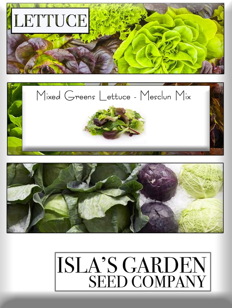 Mezcla variada de semillas de lechuga verde mixta, mezcla de mesclun), más de 500 semillas tradicionales por paquete, semillas de jardín de Isla