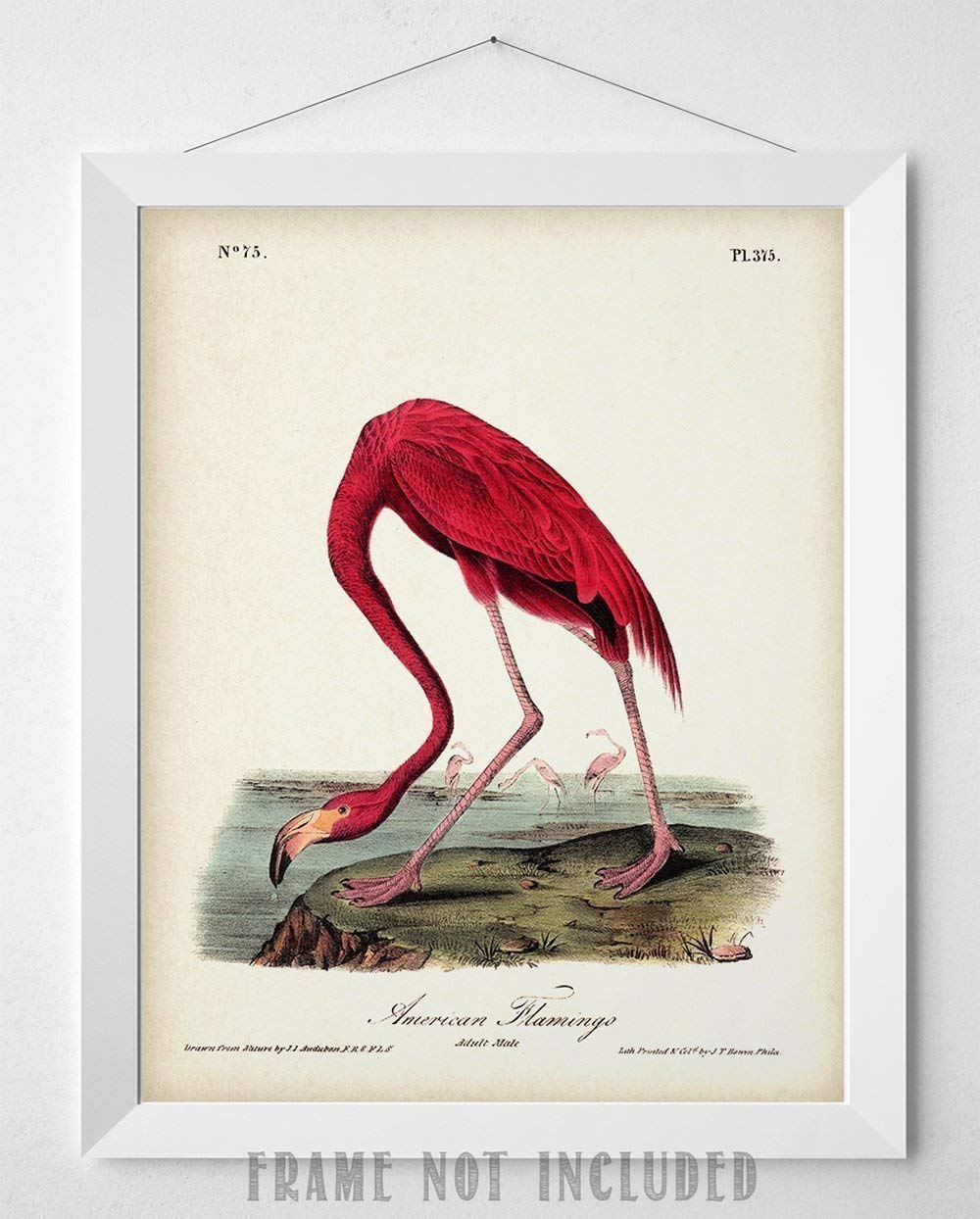 American Flamingo Illustration – 11×14 Unframed Art Print – Great Wall Decor Under $15