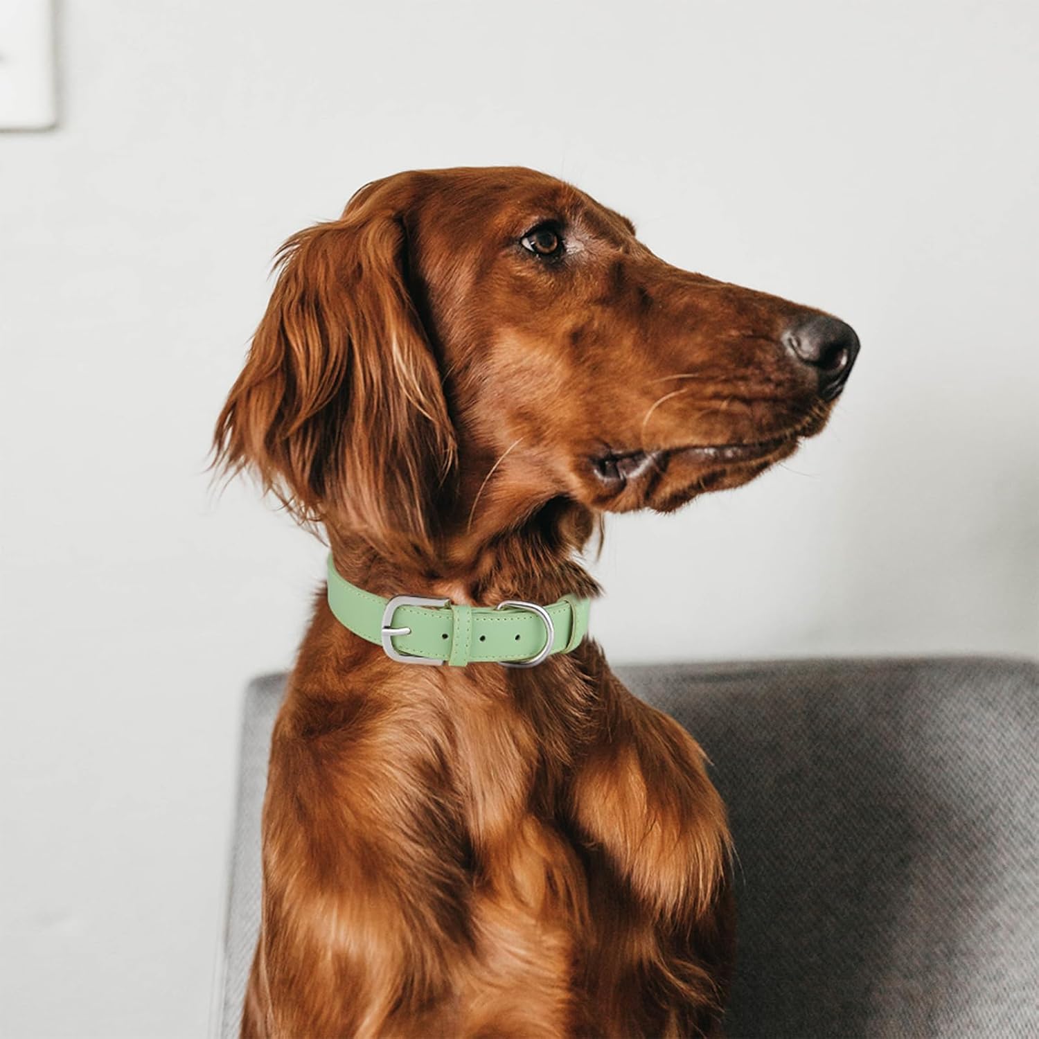 Collar de cuero para perro pequeño, mediano y grande, ajustable, impermeable, con hebilla de aleación, resistente para cachorros y gatitos