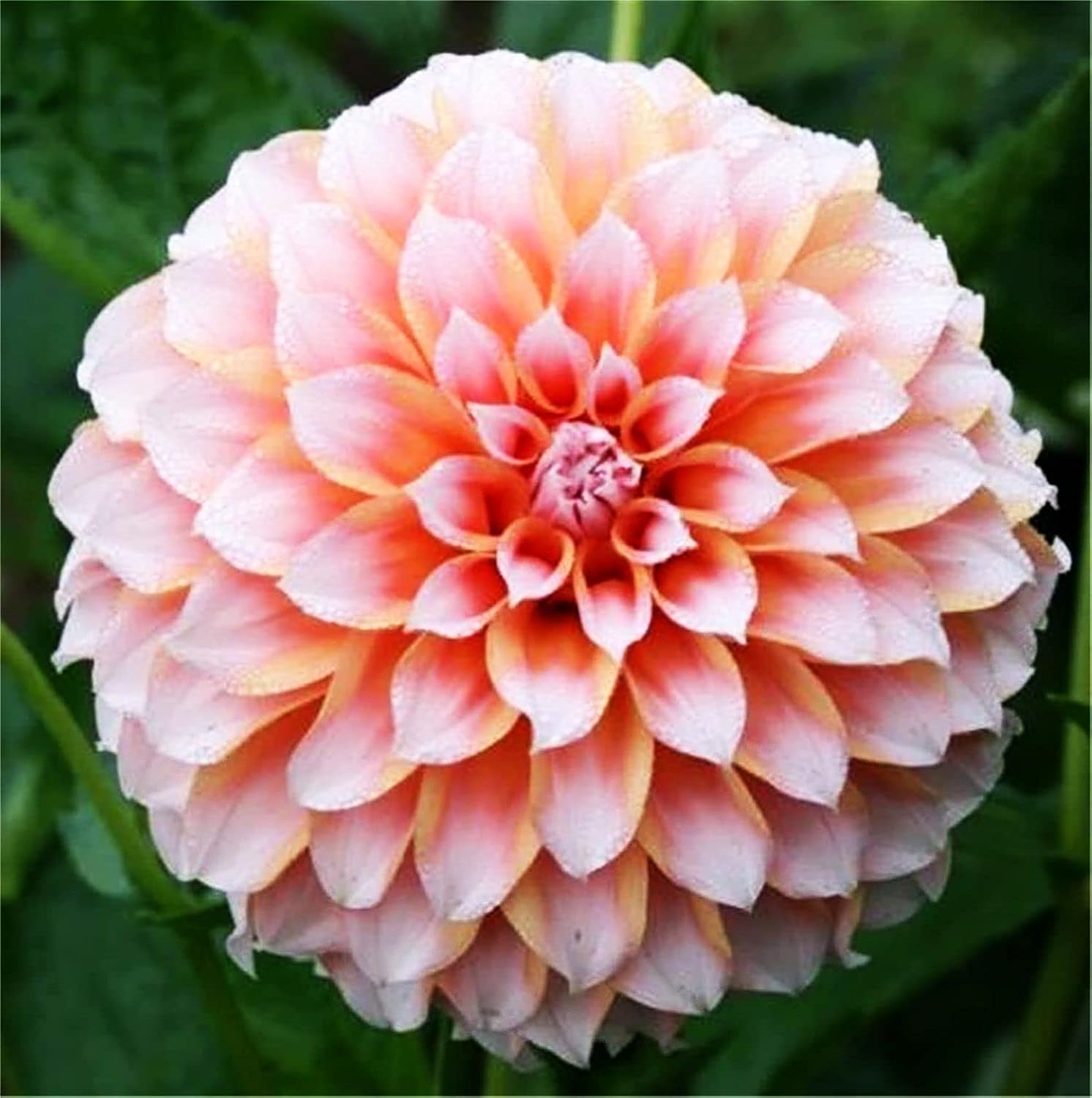 Rare Varieties Plato de cena Rainbow Dahlia Seeds Color mixto 100 piezas – Hecho en Estados Unidos, se envía desde WY