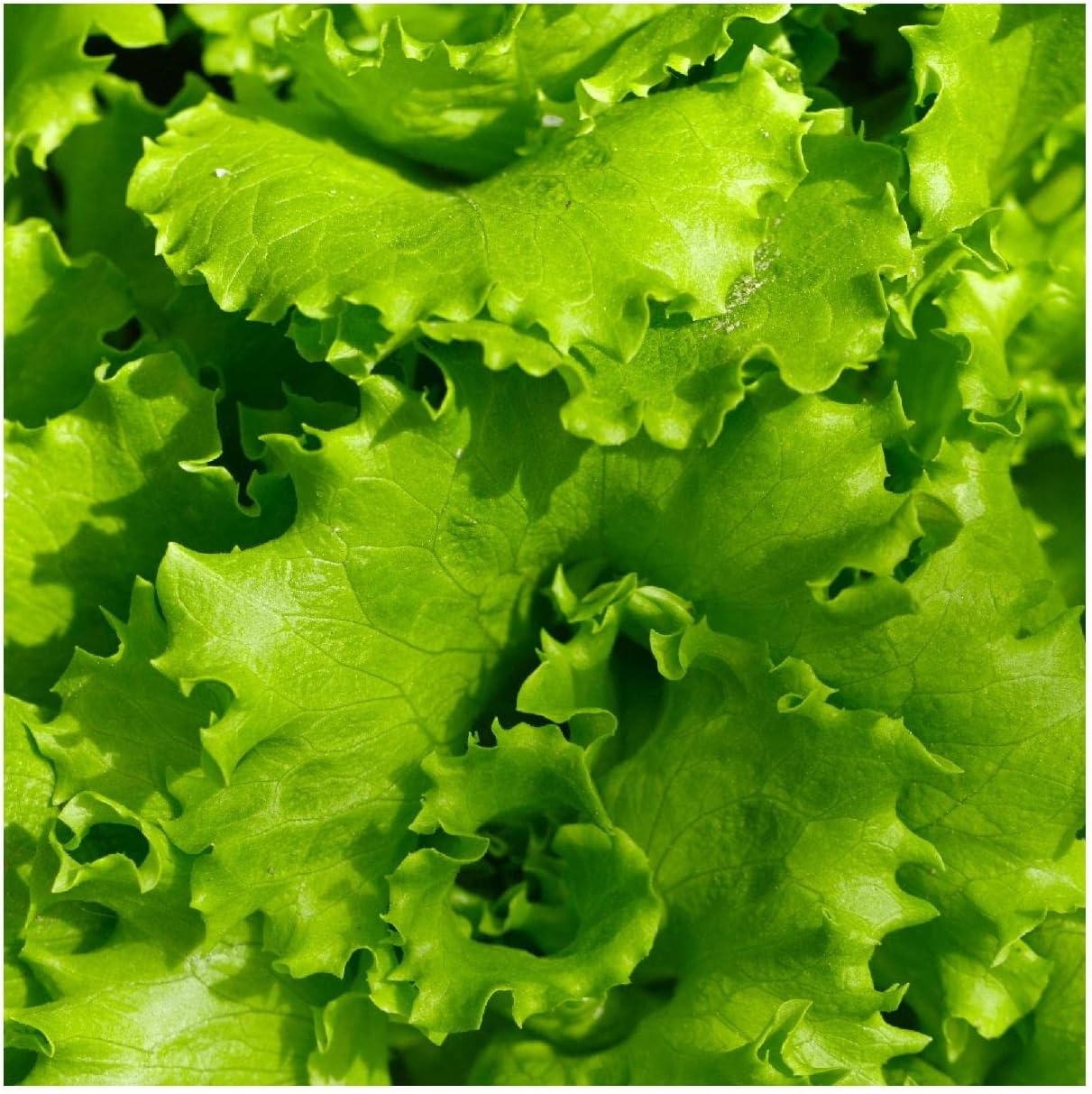 Everwilde Farms – 500 semillas de lechuga orgánica Arianna Butterhead – Paquete Gold Vault