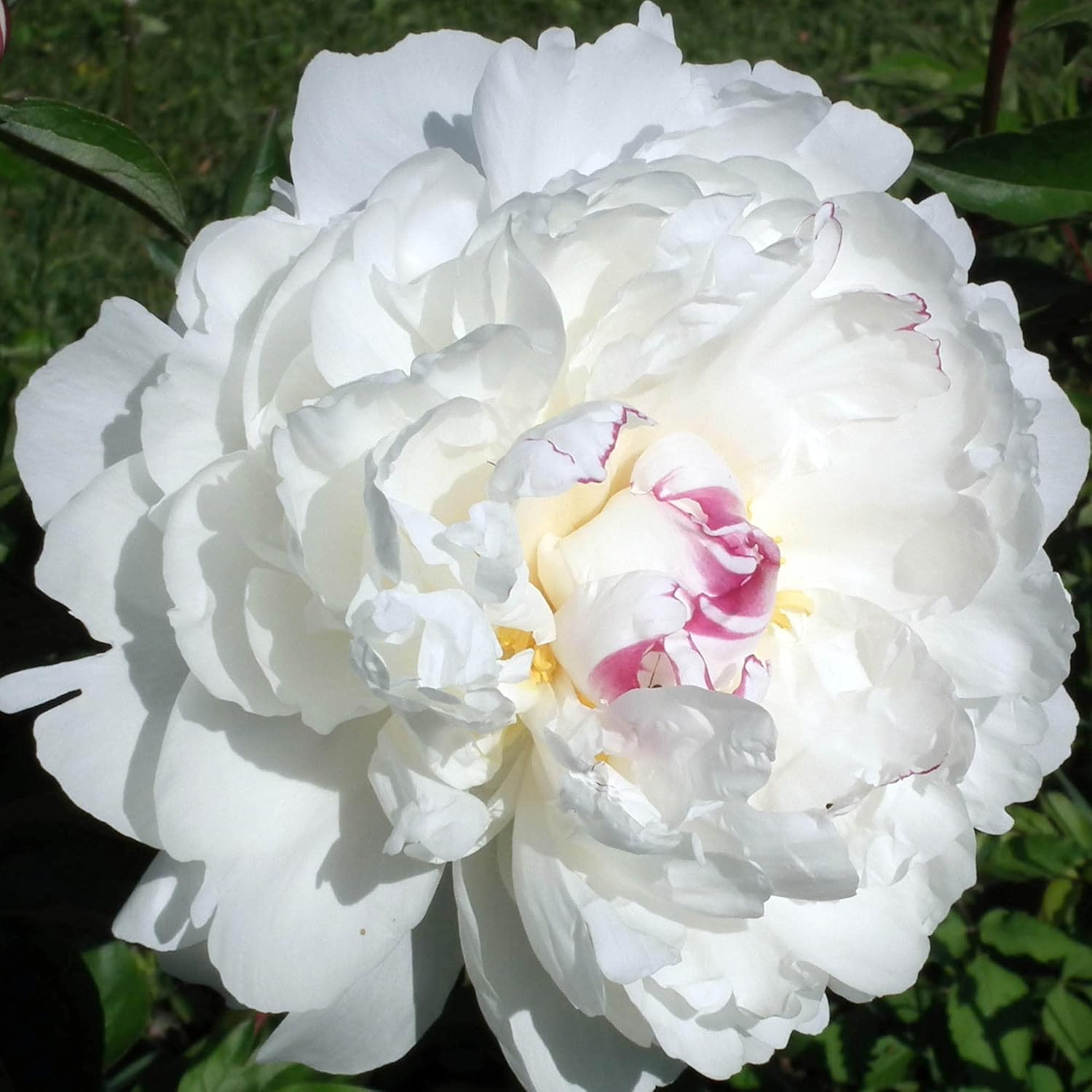 YEGAOL Garden – Semillas de peonía blanca de duquesa perenne, atraen mariposas, ciervos y conejos, resistentes a los ciervos y conejos, de bajo