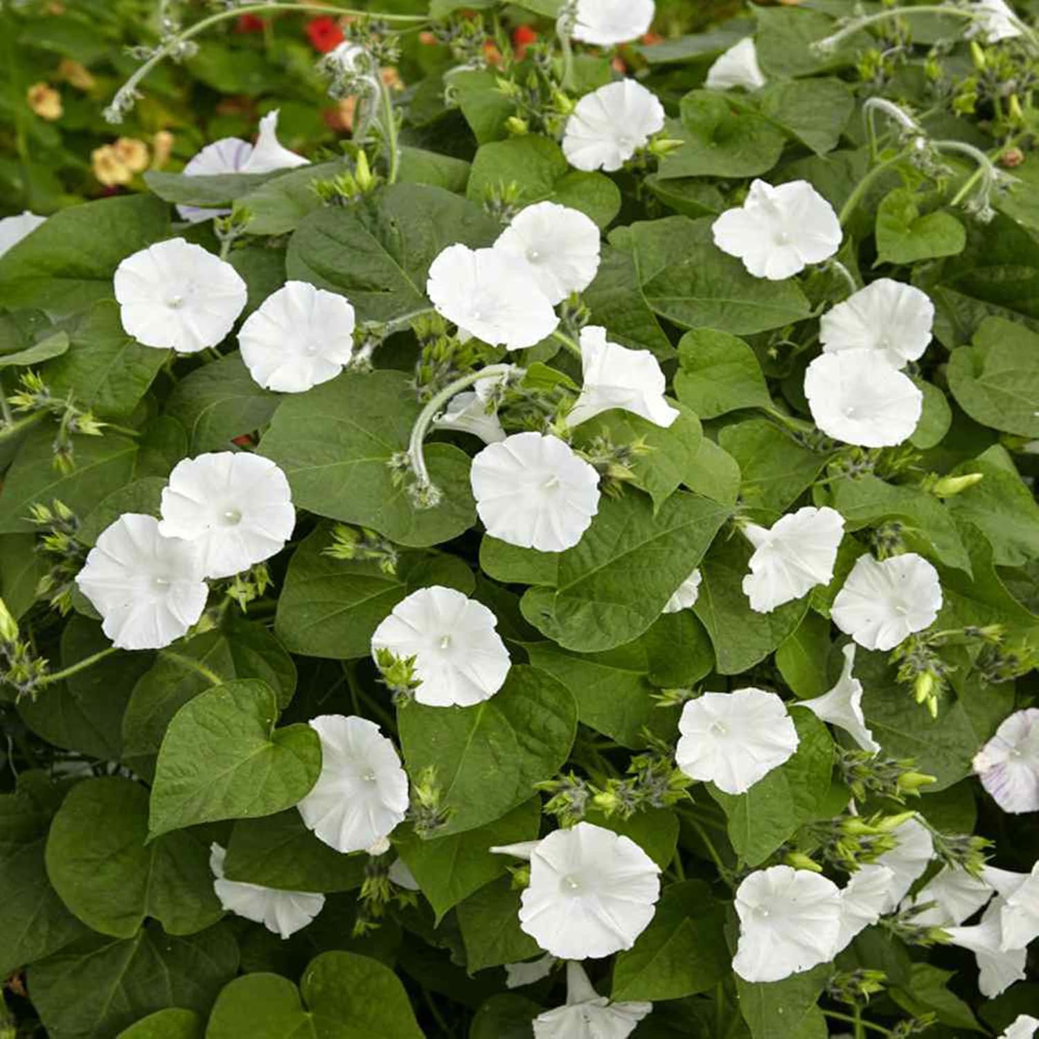 CHUXAY GARDEN Ipomoea Alba-Moonflower,Tropical White Morning-Glory,Moon Vine 30 semillas vistosa planta de acento