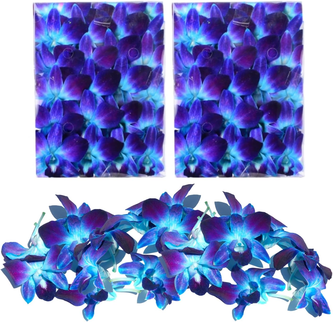 Miami Fresh Orchid Flower OrchidClub USA Sunne Tropical Loose Bloom DIY Lei, decoración de alimentos y bebidas (50 azul)