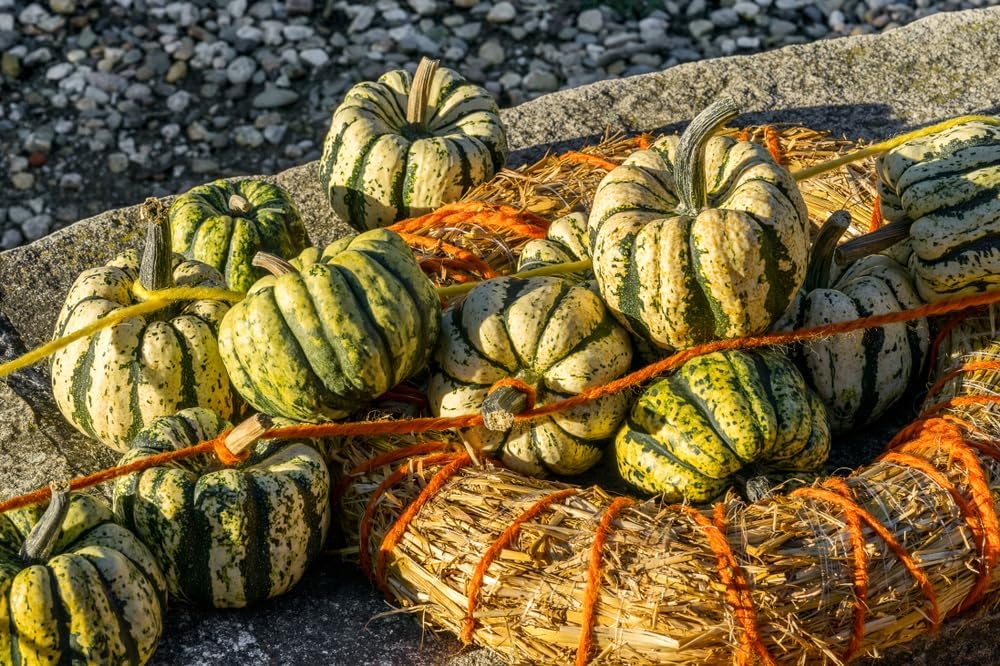 Semillas de calabaza de invierno Sweet Dumpling para plantar, más de 50 semillas de reliquia por paquete, semillas de jardín de Isla (semillas de
