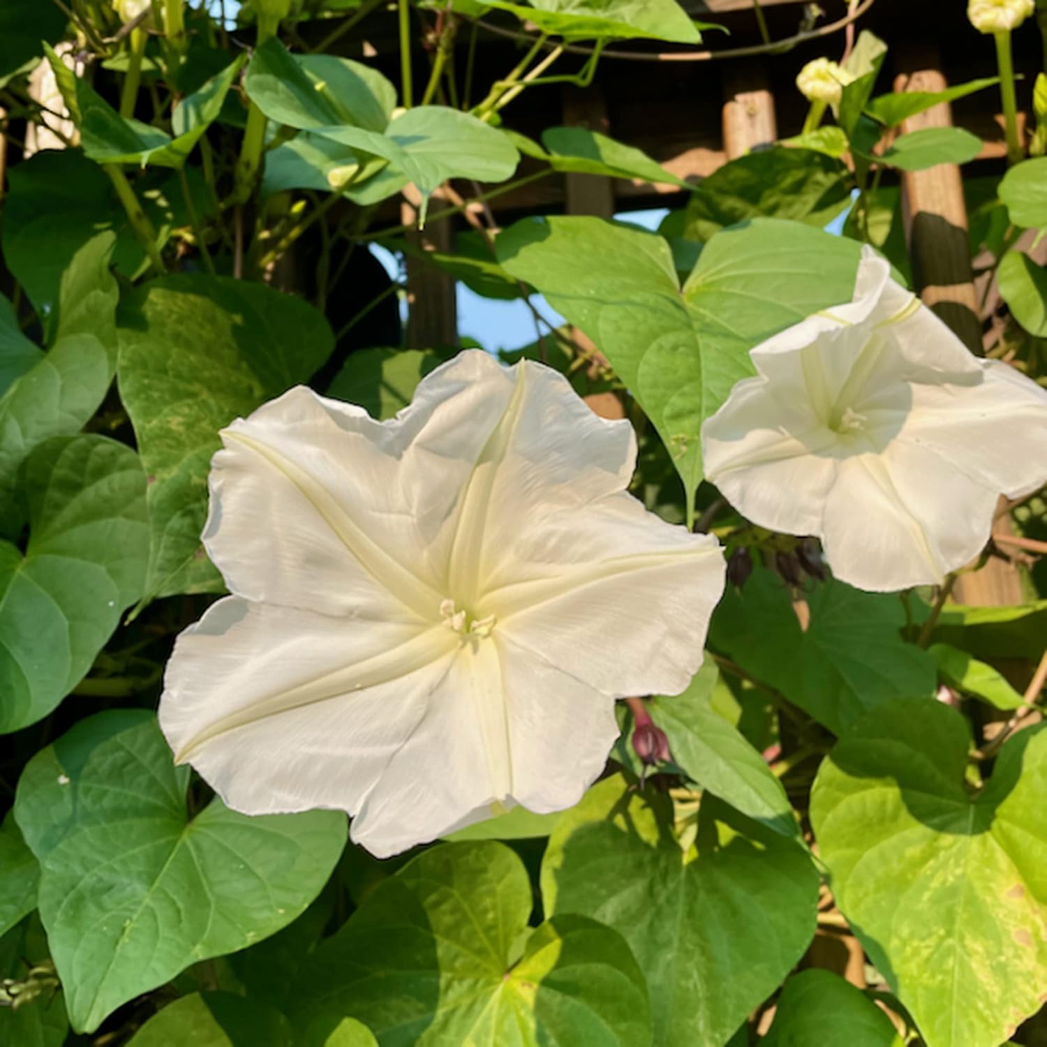 CHUXAY GARDEN Ipomoea Alba-Moonflower,Tropical White Morning-Glory,Moon Vine 30 semillas vistosa planta de acento