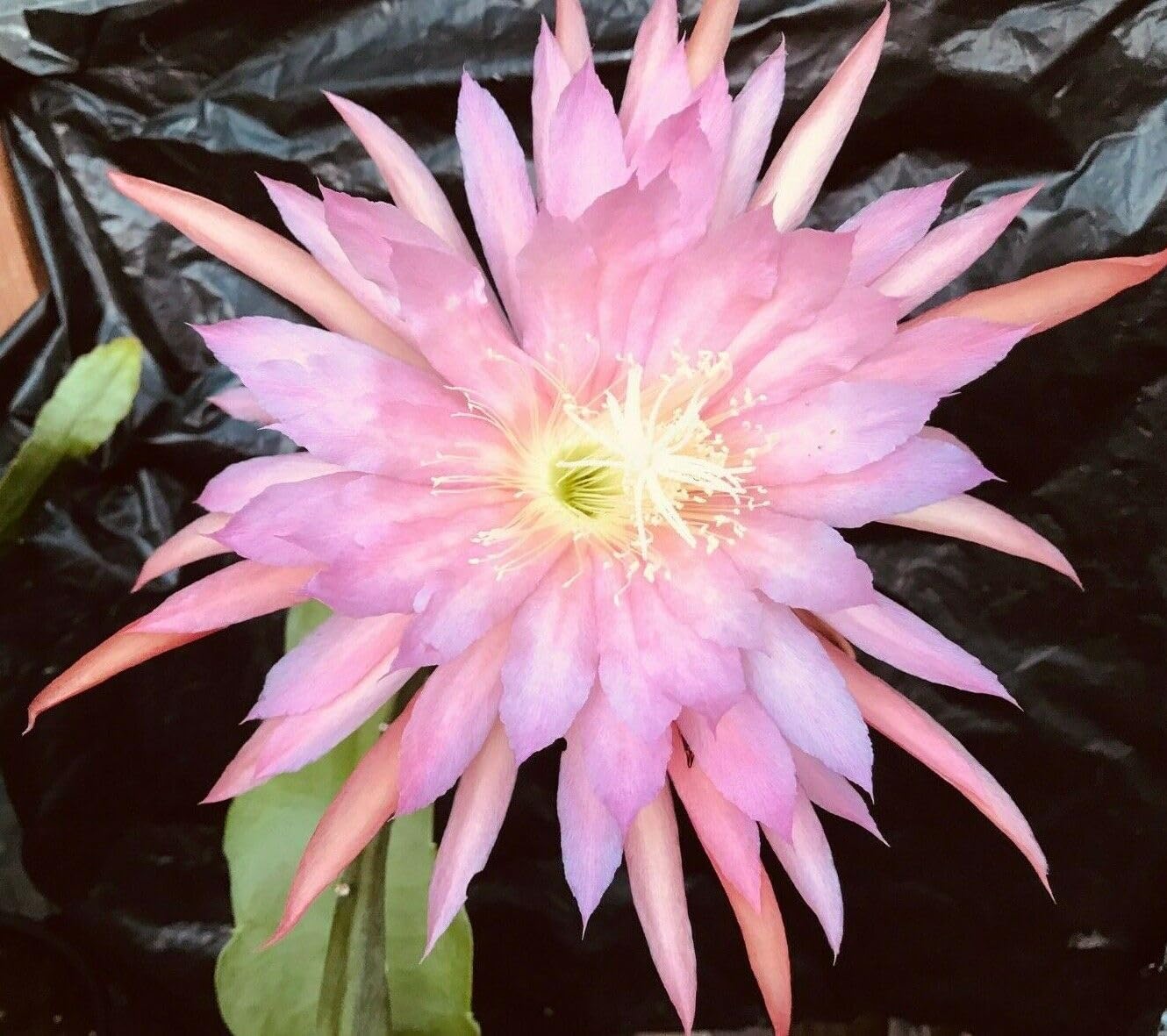 1 Corte Epiphyllum Rosa Ciruela Orquídea Cactus Corte