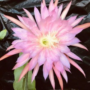 1 Corte Epiphyllum Rosa Ciruela Orquídea Cactus Corte 1 Corte Epiphyllum Rosa Ciruela Orquídea Cactus Corte