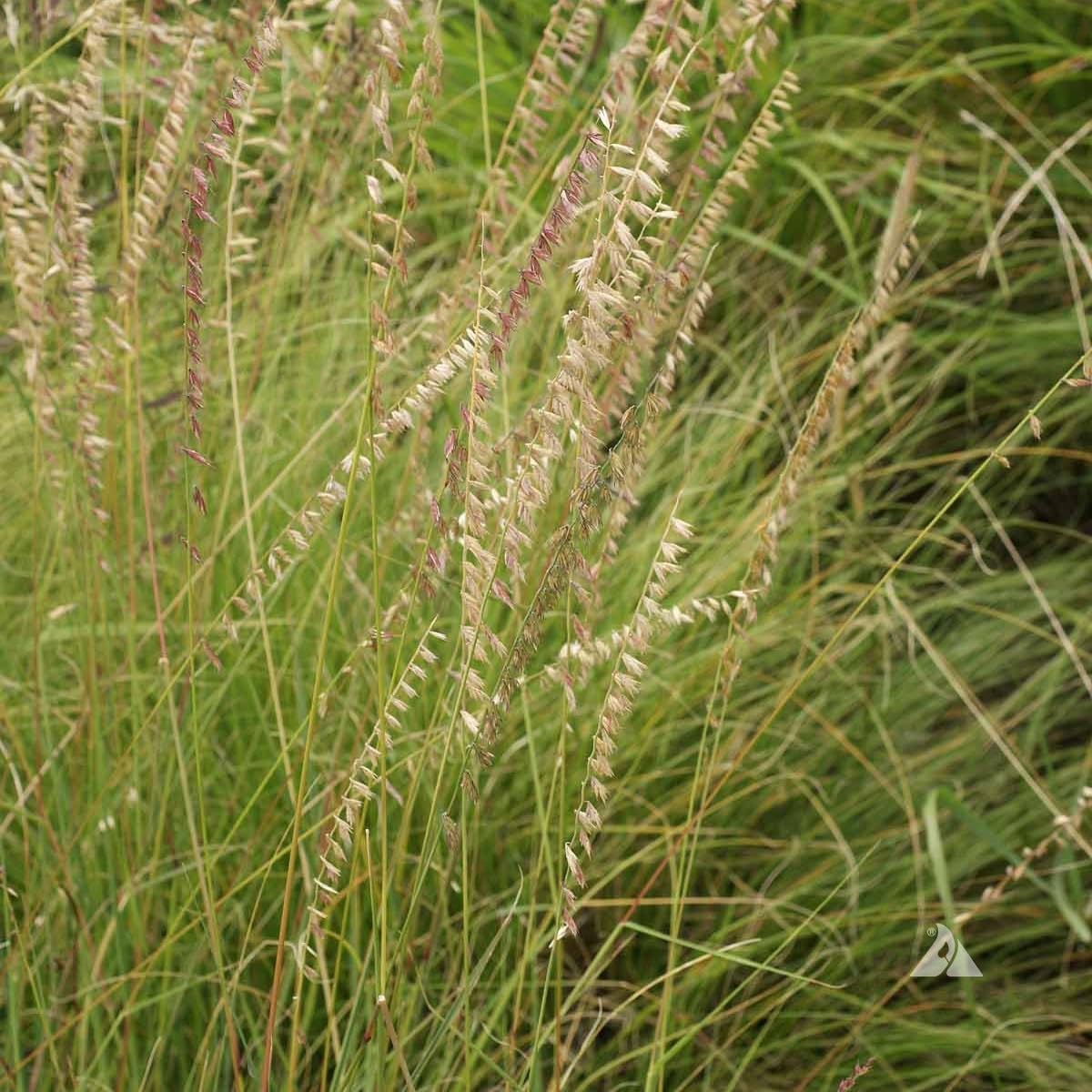 Semillas de pasto Sideoats para plantar – Bouteloua curtipendula (500 semillas)