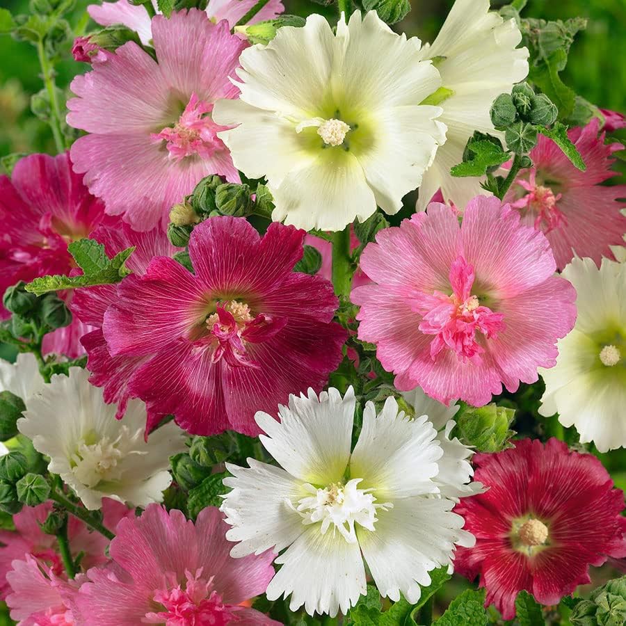 Eden Brothers Semillas Hollyhock – Mayorette doble mezclado