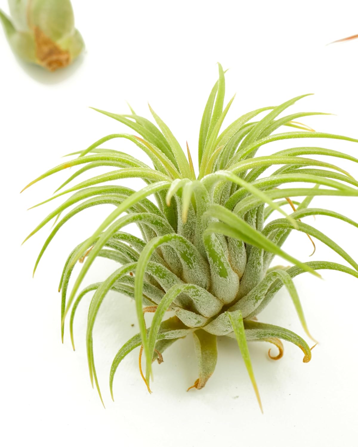 Shop Suculents – Plantas seleccionadas a mano, variedad de especies, plantas de interior tropicales para decoración del hogar y terrarios